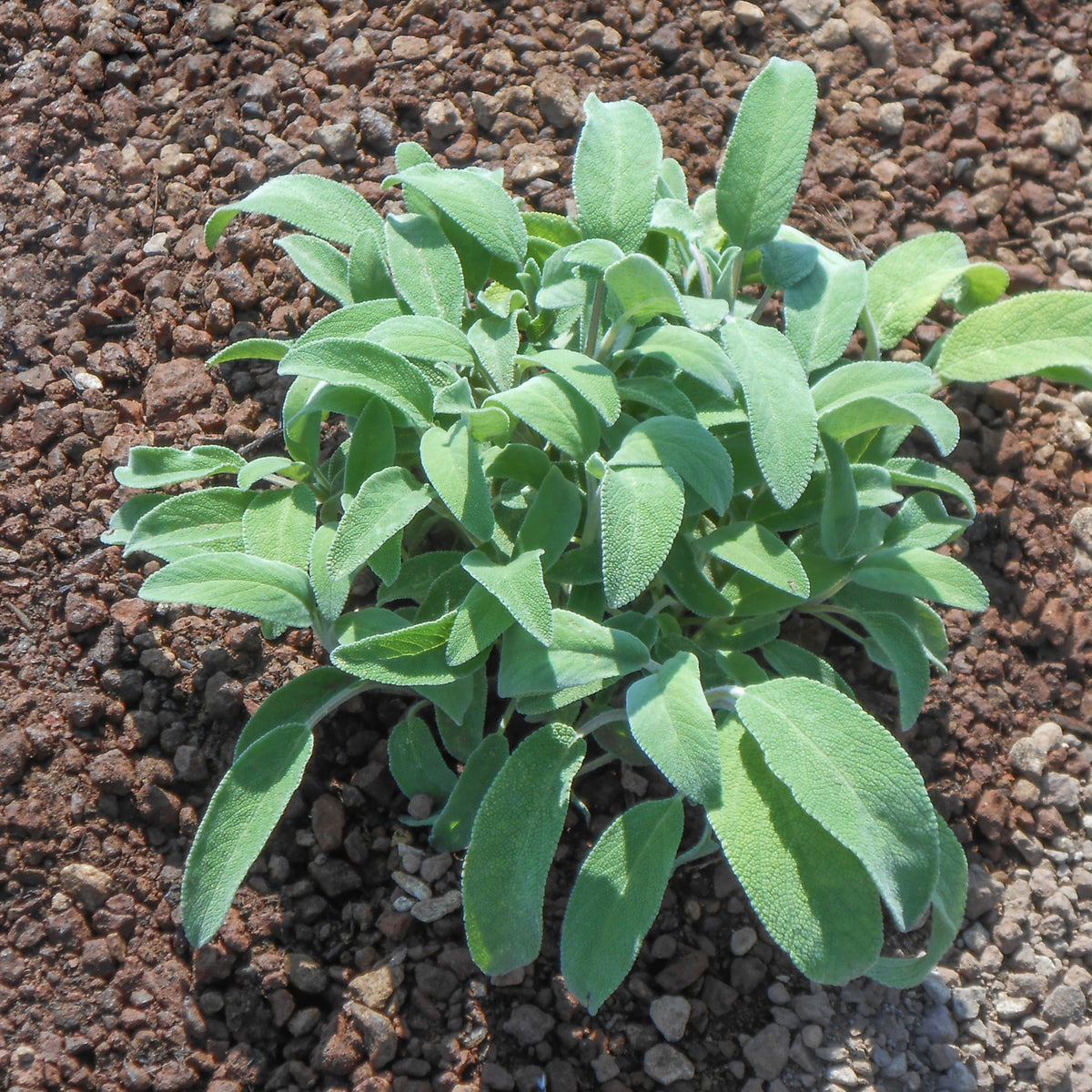 Sage Broadleaf Seeds - Perennial, Aromatic, 40 seeds