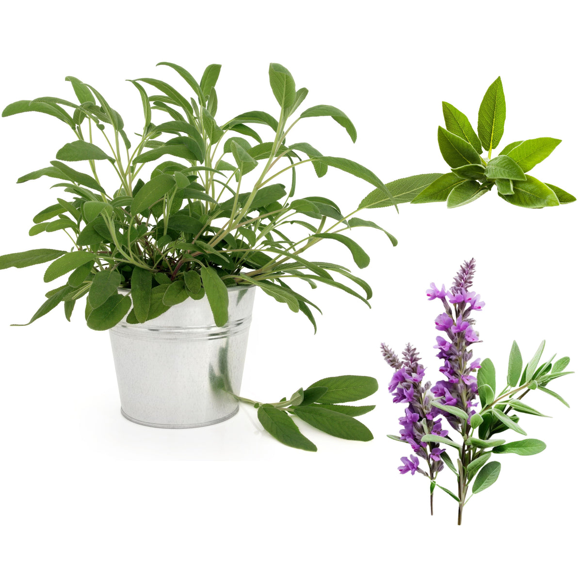 40 Seeds| Sage Broadleaf Seeds – Heirloom, Non-GMO, Aromatic Culinary Herb, Broad Gray-Green Leaves, Easy to Grow Perennial, Perfect for Cooking, Teas, Pollinator Gardens, Containers, and Kitchen Use#7042