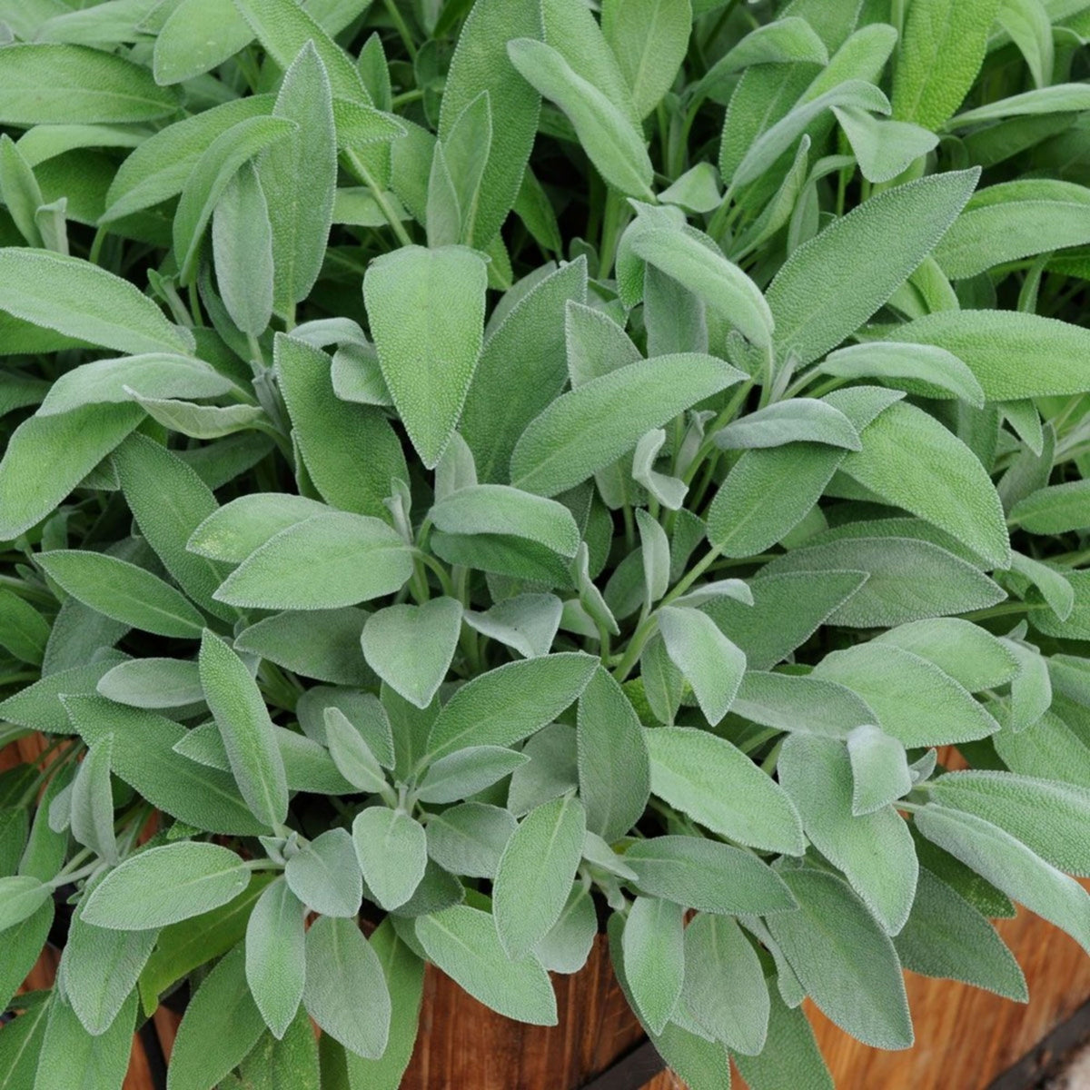 40 Seeds| Sage Broadleaf Seeds – Heirloom, Non-GMO, Aromatic Culinary Herb, Broad Gray-Green Leaves, Easy to Grow Perennial, Perfect for Cooking, Teas, Pollinator Gardens, Containers, and Kitchen Use#7042