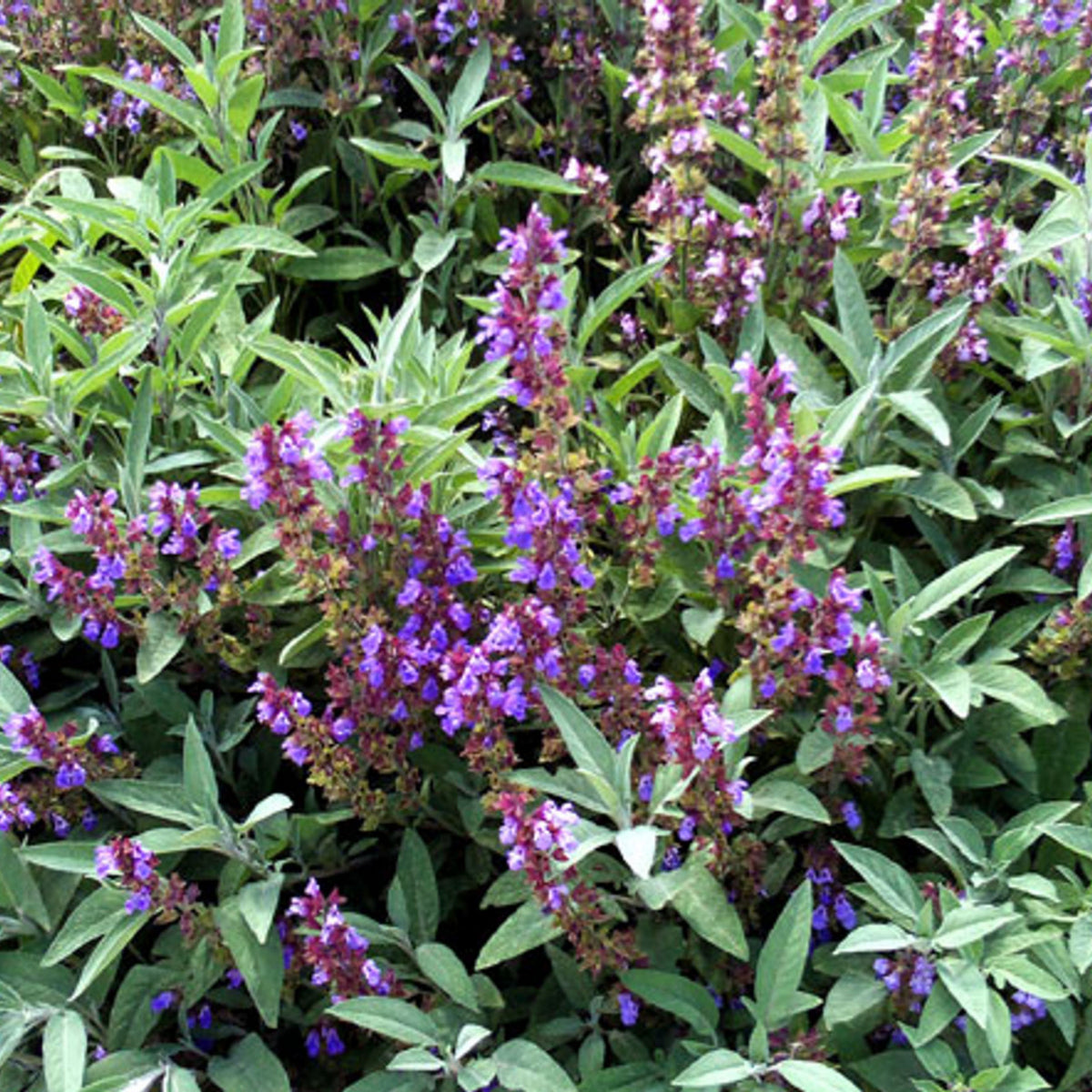 40 Seeds| Sage Broadleaf Seeds – Heirloom, Non-GMO, Aromatic Culinary Herb, Broad Gray-Green Leaves, Easy to Grow Perennial, Perfect for Cooking, Teas, Pollinator Gardens, Containers, and Kitchen Use#7042