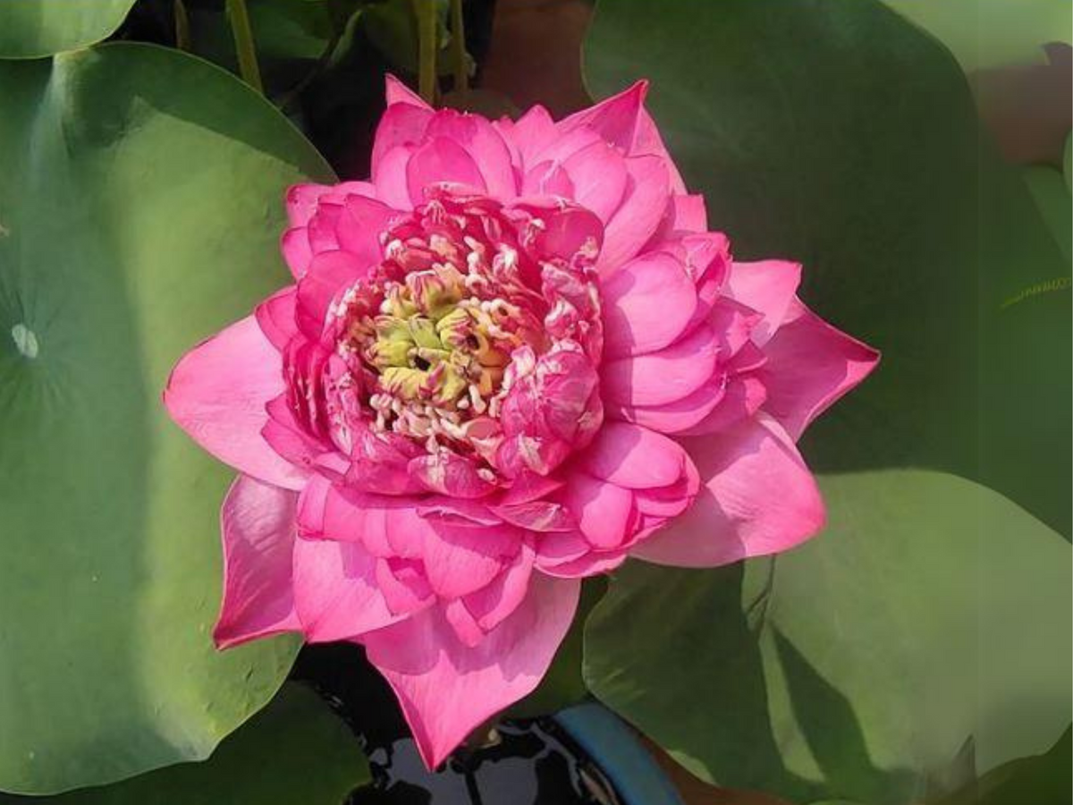 5 Rase Seeds | Red Kaveri Lotus Seeds -Indian Lotus (Nelumbo nucifera) Seeds #Q002