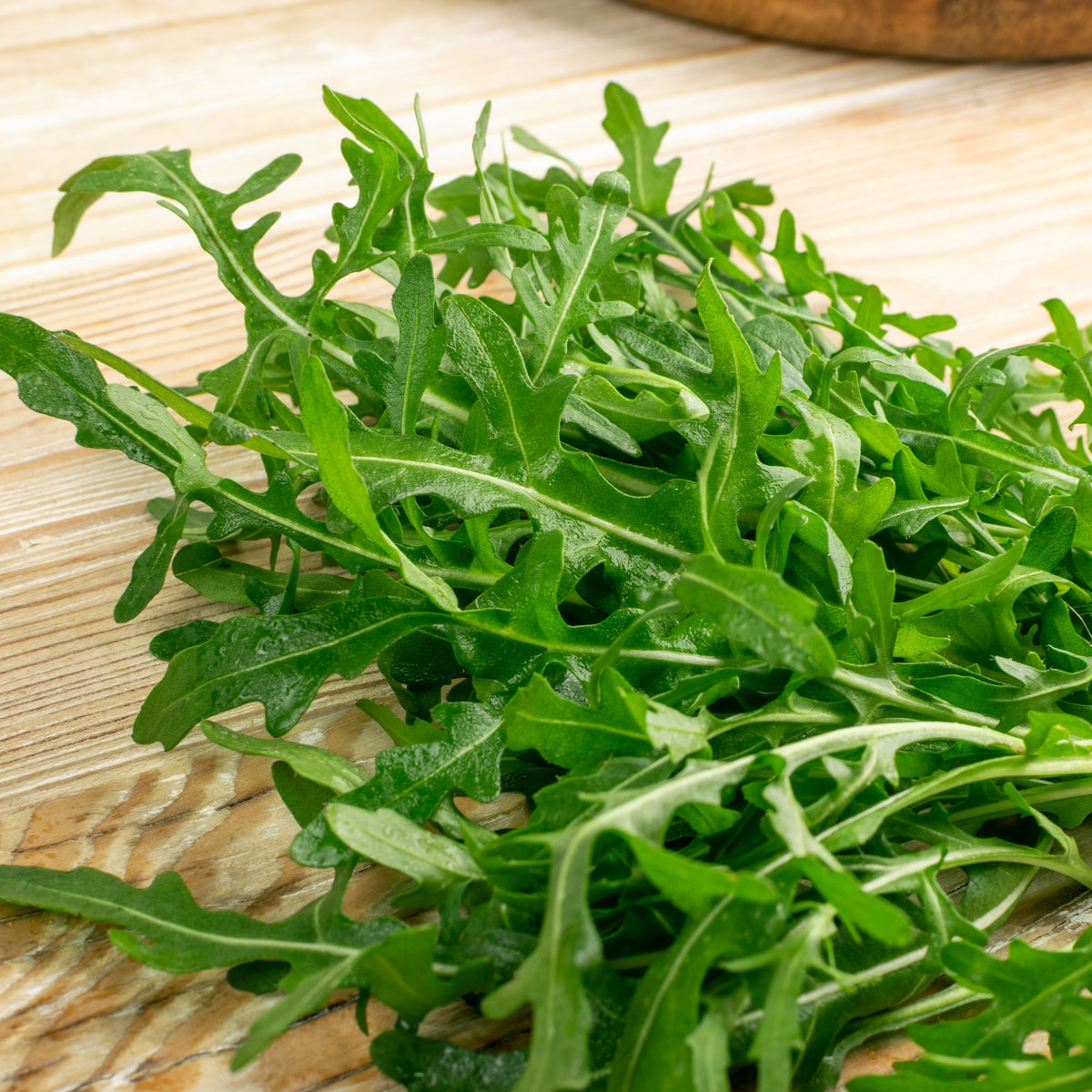 50s| Astro Arugula Seeds - Authentic - Open-Pollinated - Asian Garden~ Organic - Heirloom - Vegetable Seeds - #8001