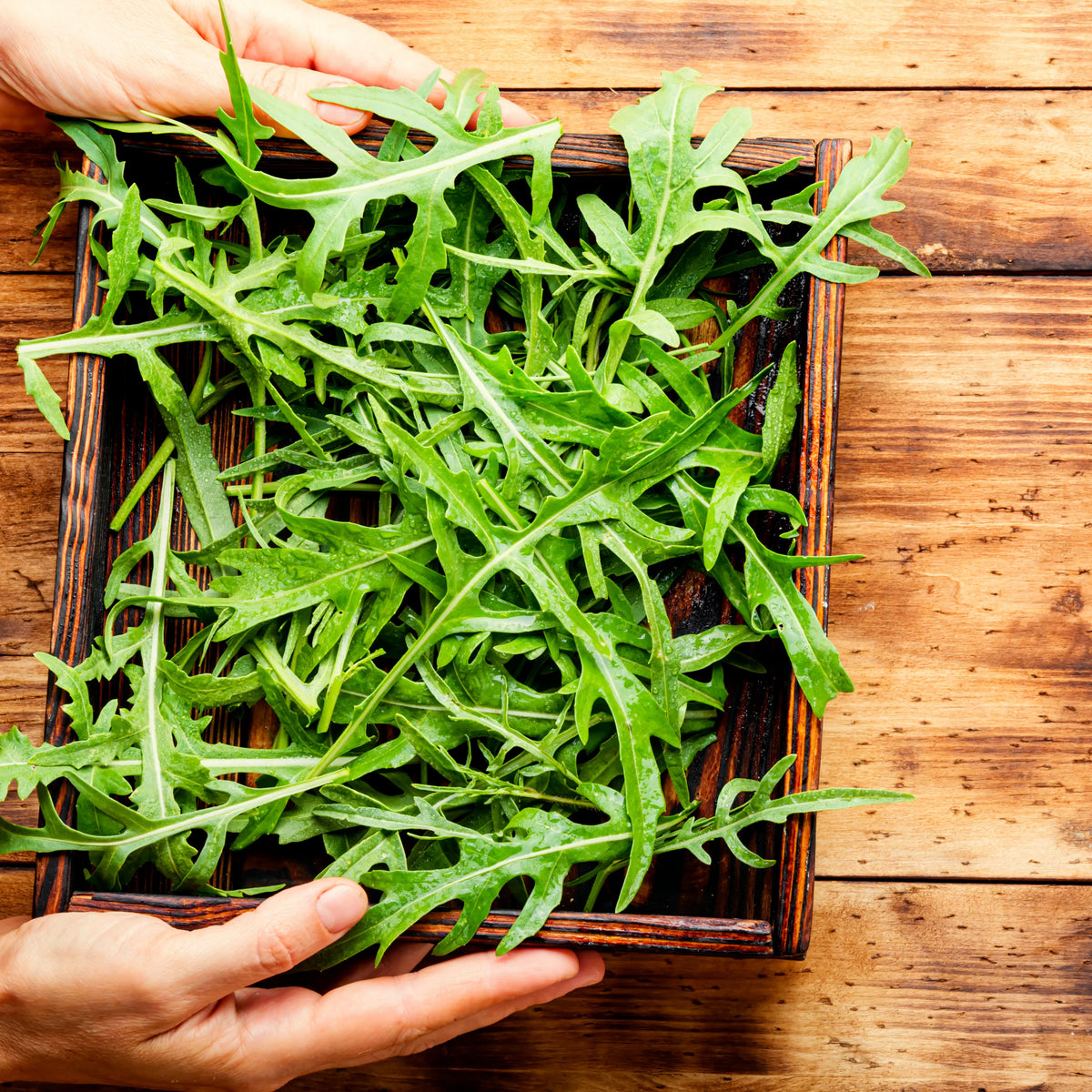 50s| Astro Arugula Seeds - Authentic - Open-Pollinated - Asian Garden~ Organic - Heirloom - Vegetable Seeds - #8001