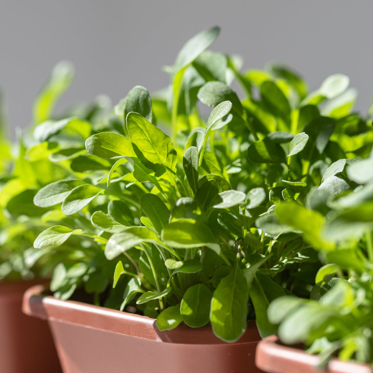 50s| Astro Arugula Seeds - Authentic - Open-Pollinated - Asian Garden~ Organic - Heirloom - Vegetable Seeds - #8001