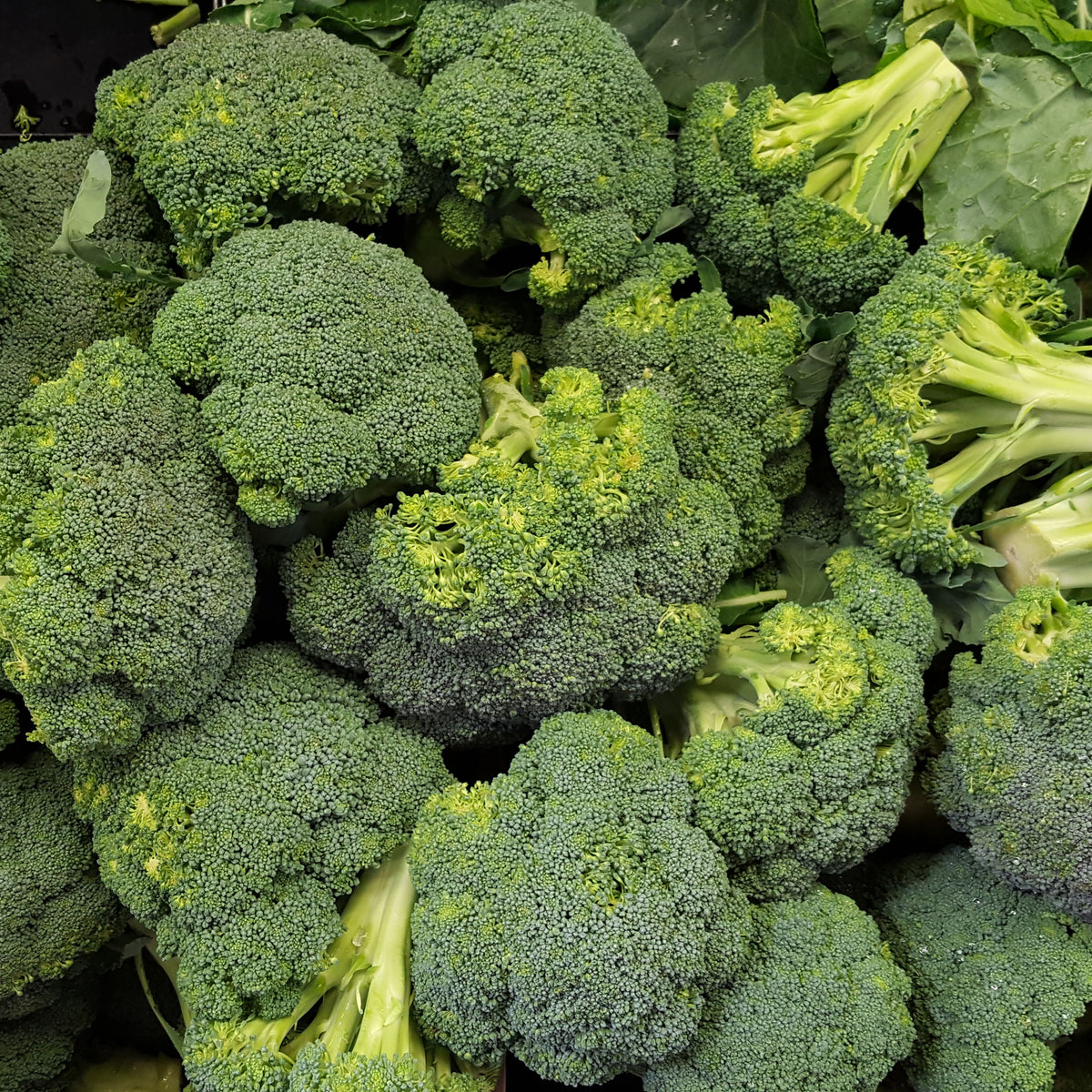 20s| Broccoli Seeds - - Authentic - Open-Pollinated - Asian Garden~ Organic - Heirloom - Vegetable Seeds - #8002