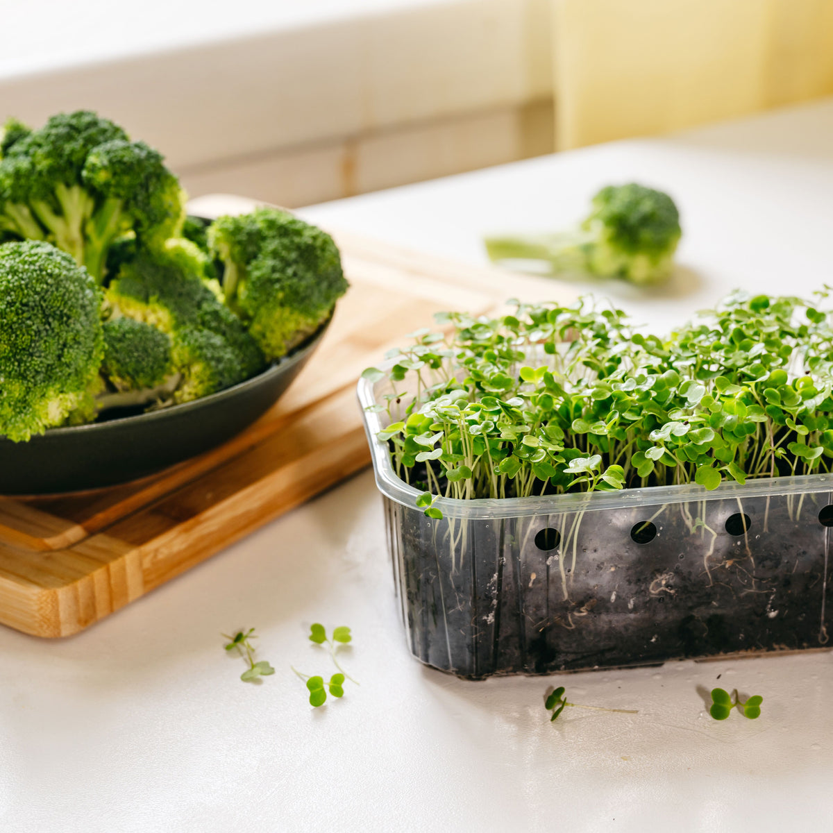 20s| Broccoli Seeds - - Authentic - Open-Pollinated - Asian Garden~ Organic - Heirloom - Vegetable Seeds - #8002