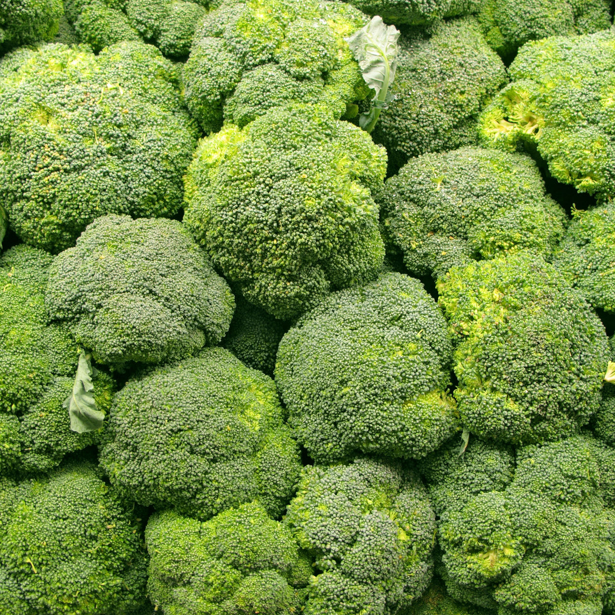 20s| Broccoli Seeds - - Authentic - Open-Pollinated - Asian Garden~ Organic - Heirloom - Vegetable Seeds - #8002