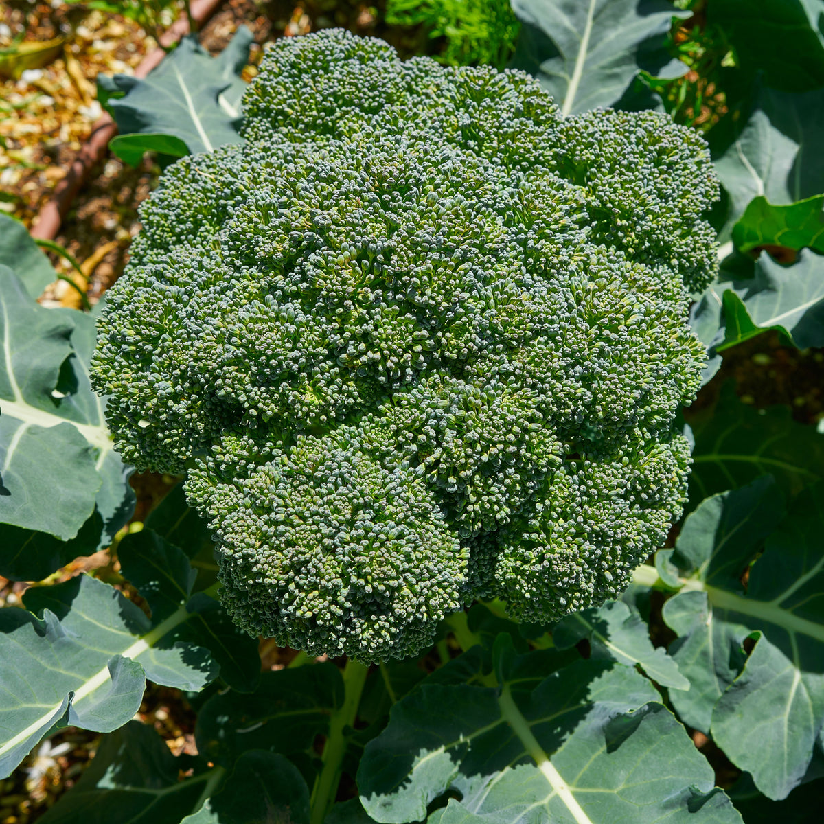 20s| Broccoli Seeds - - Authentic - Open-Pollinated - Asian Garden~ Organic - Heirloom - Vegetable Seeds - #8002