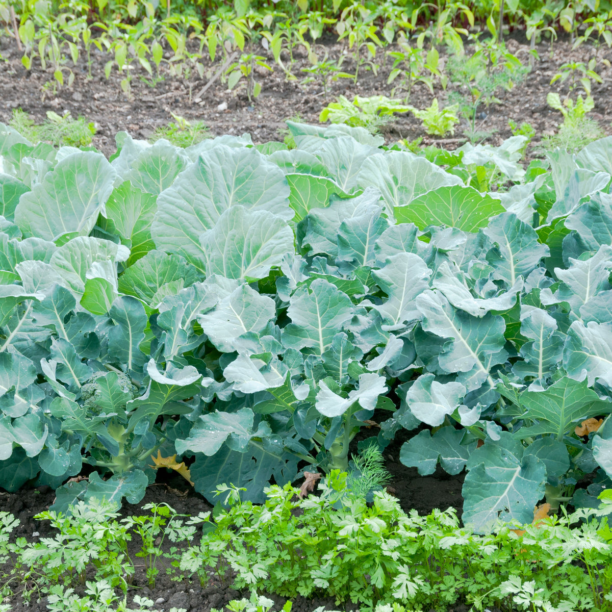 Broccoli Seeds - Asian Garden~ Organic, Vegetable Seeds, 20 seeds