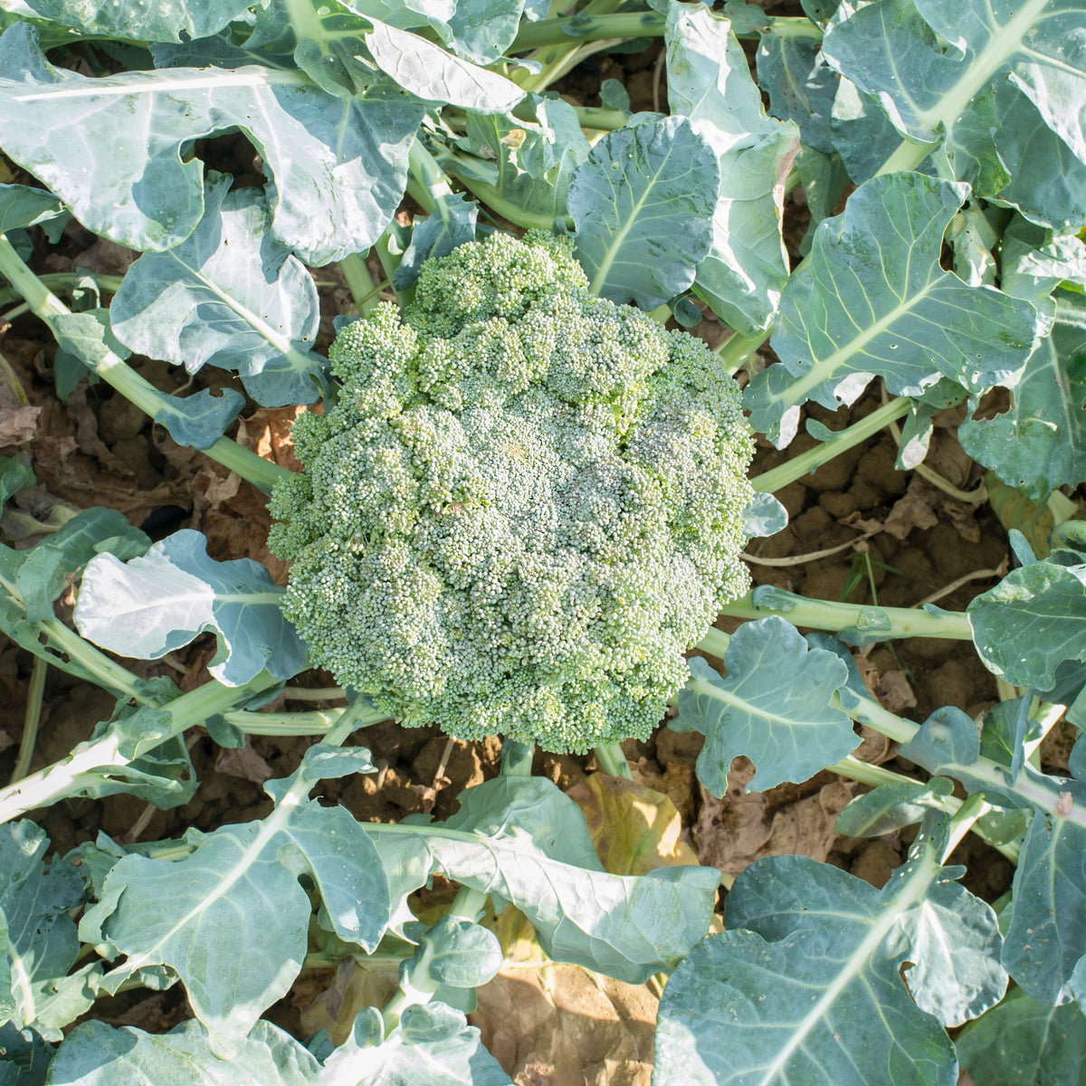 Broccoli Seeds - Asian Garden~ Organic, Vegetable Seeds, 20 seeds