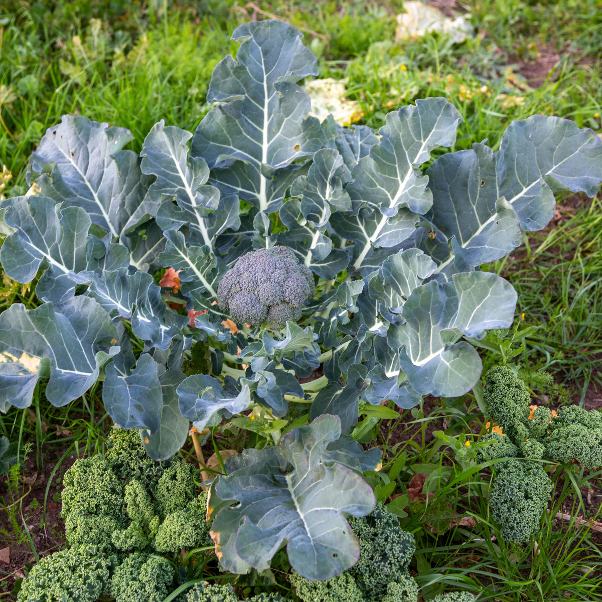 20s| Broccoli Seeds - - Authentic - Open-Pollinated - Asian Garden~ Organic - Heirloom - Vegetable Seeds - #8002