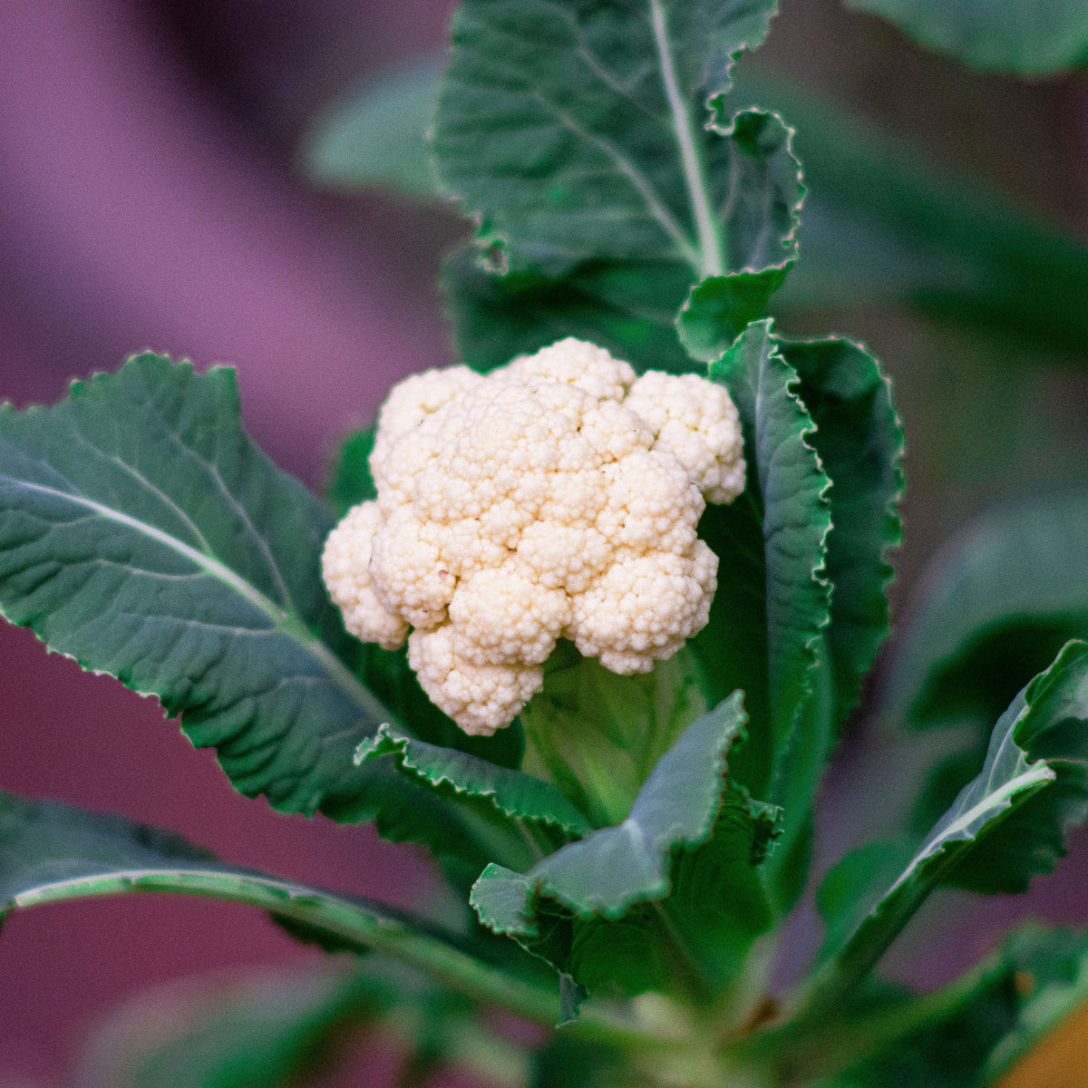 20s| Snowball Y Improved Cauliflower Seeds -- Authentic - Open-Pollinated - Asian Garden~ Organic - Heirloom - Vegetable Seeds - #8003