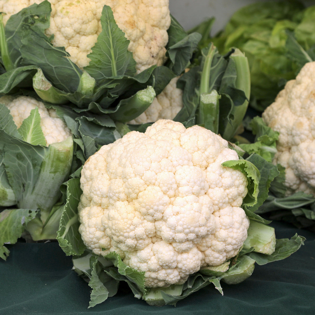 20s| Snowball Y Improved Cauliflower Seeds -- Authentic - Open-Pollinated - Asian Garden~ Organic - Heirloom - Vegetable Seeds - #8003