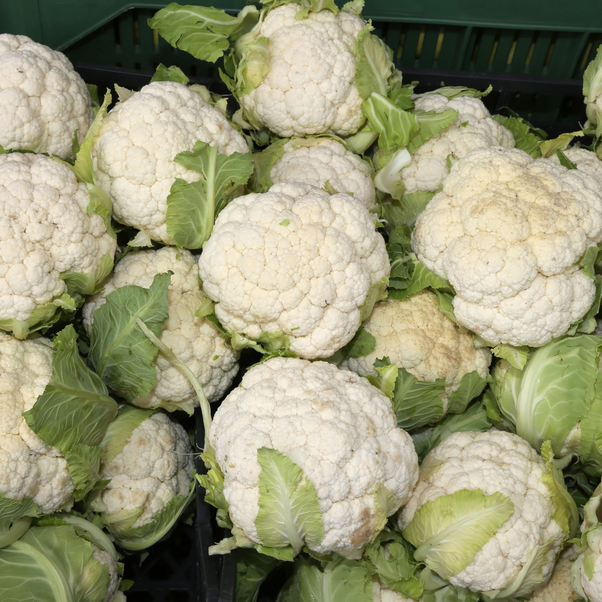 20s| Snowball Y Improved Cauliflower Seeds -- Authentic - Open-Pollinated - Asian Garden~ Organic - Heirloom - Vegetable Seeds - #8003