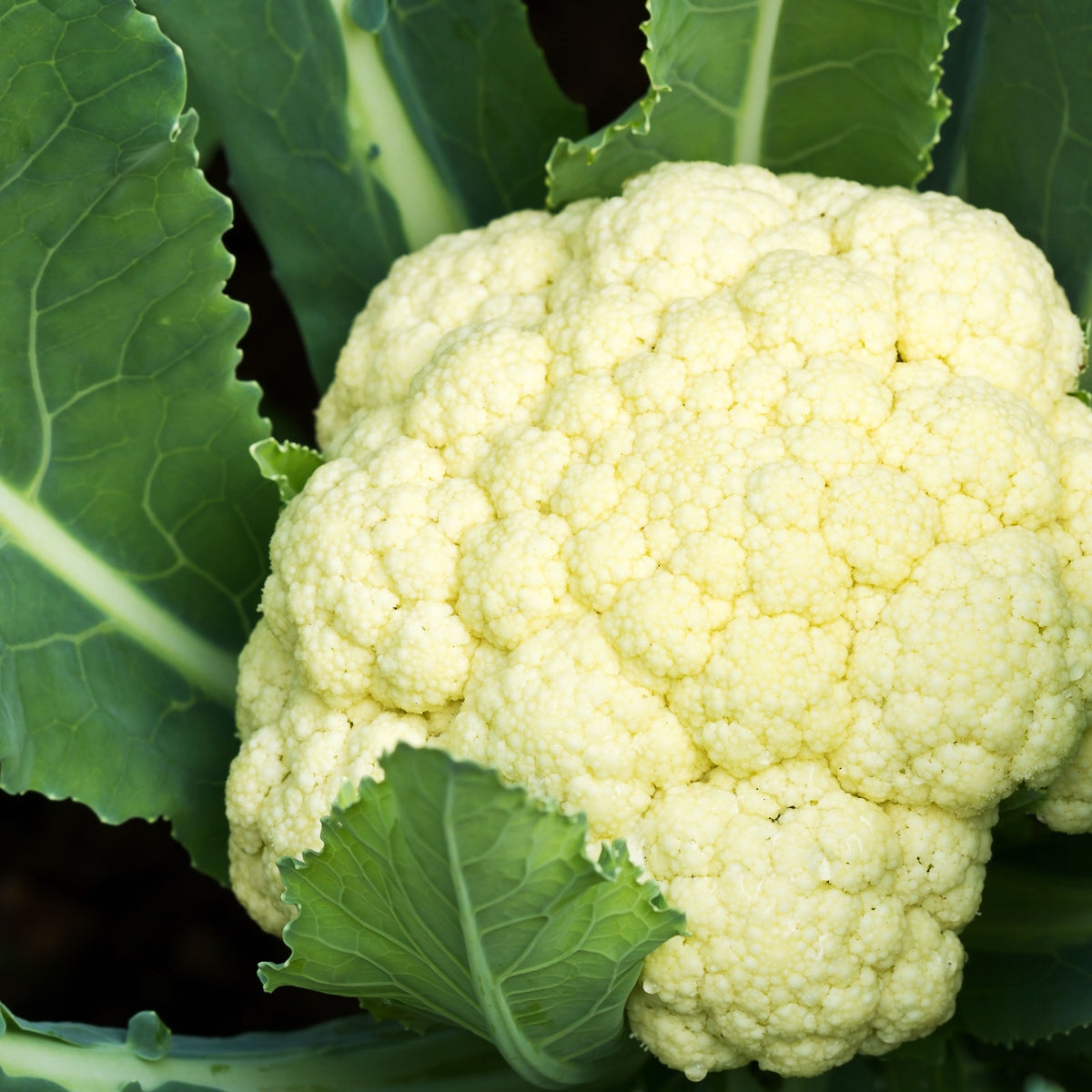 20s| Snowball Y Improved Cauliflower Seeds -- Authentic - Open-Pollinated - Asian Garden~ Organic - Heirloom - Vegetable Seeds - #8003