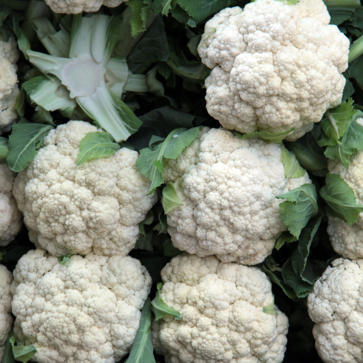 20s| Snowball Y Improved Cauliflower Seeds -- Authentic - Open-Pollinated - Asian Garden~ Organic - Heirloom - Vegetable Seeds - #8003