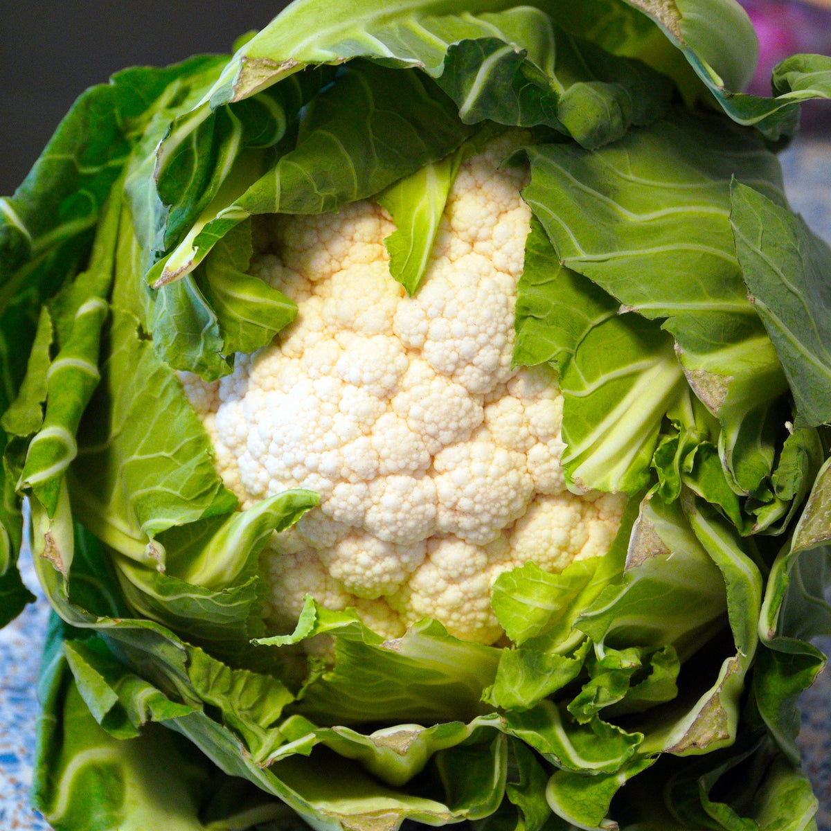 20s| Snowball Y Improved Cauliflower Seeds -- Authentic - Open-Pollinated - Asian Garden~ Organic - Heirloom - Vegetable Seeds - #8003