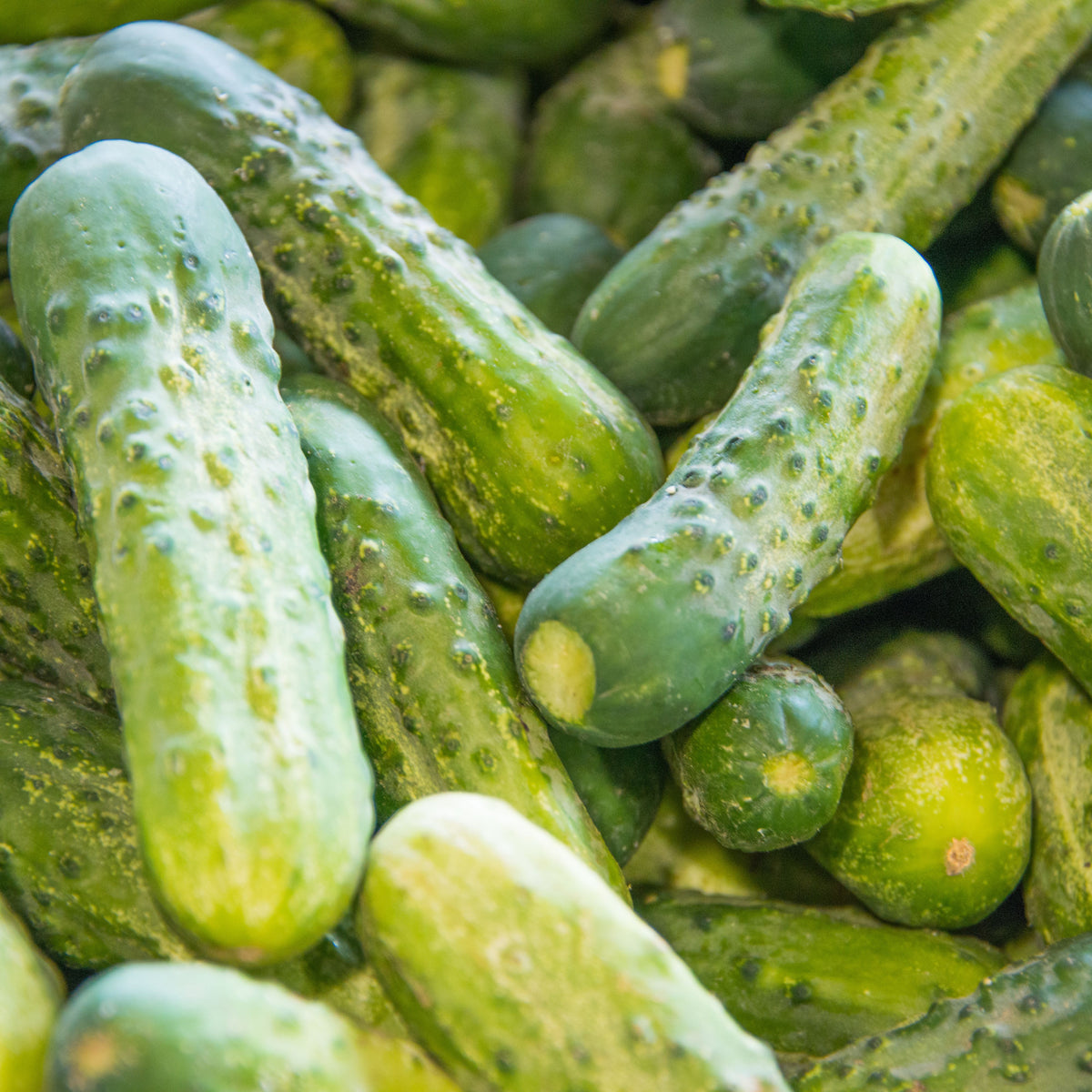 Bush Pickle Cucumber Seeds - Asian Garden~ Organic, 20 seeds