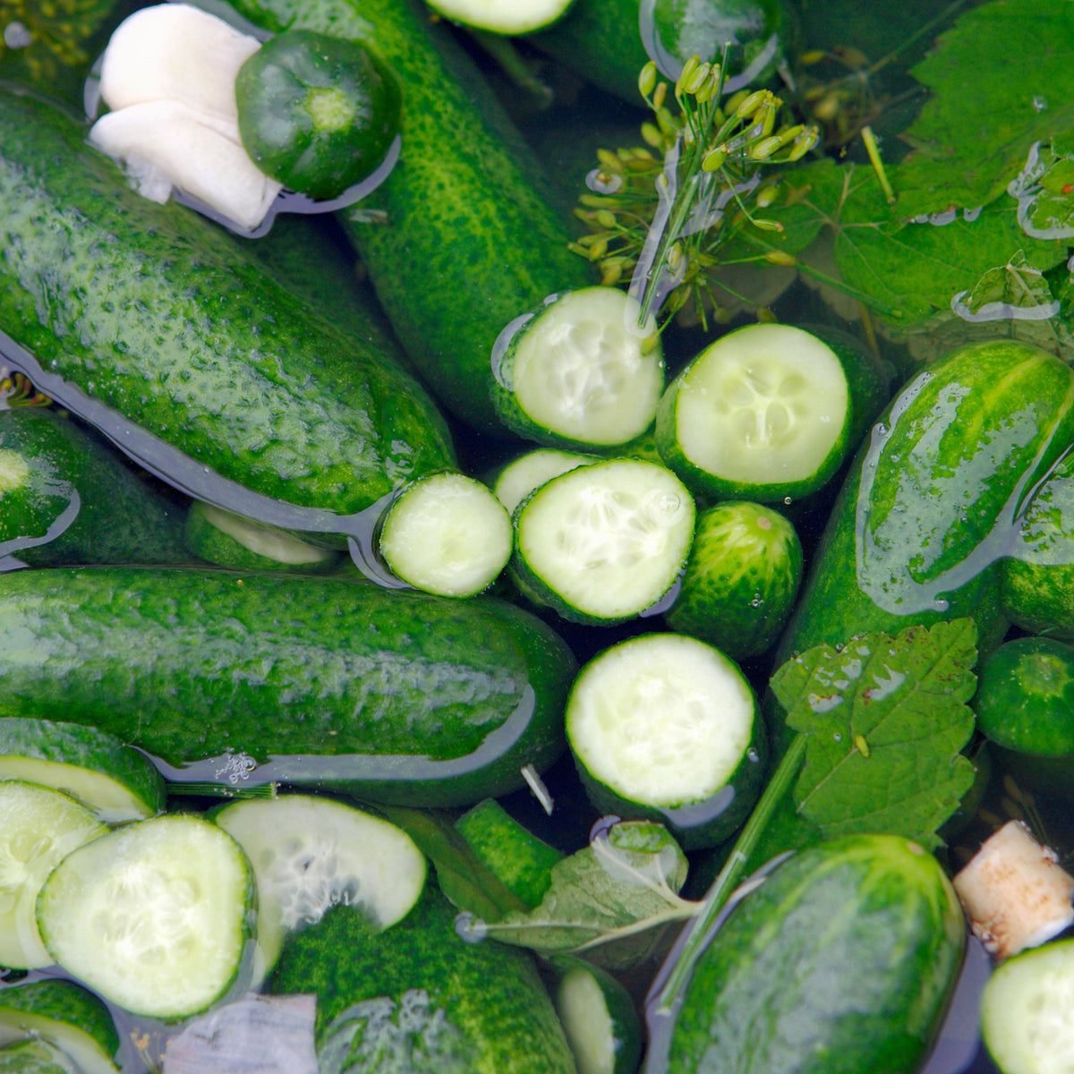 Bush Pickle Cucumber Seeds - Asian Garden~ Organic, 20 seeds