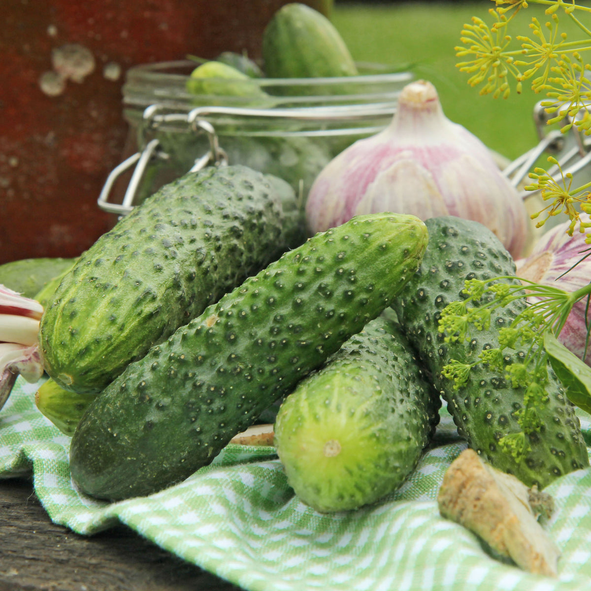 Bush Pickle Cucumber Seeds - Asian Garden~ Organic, 20 seeds