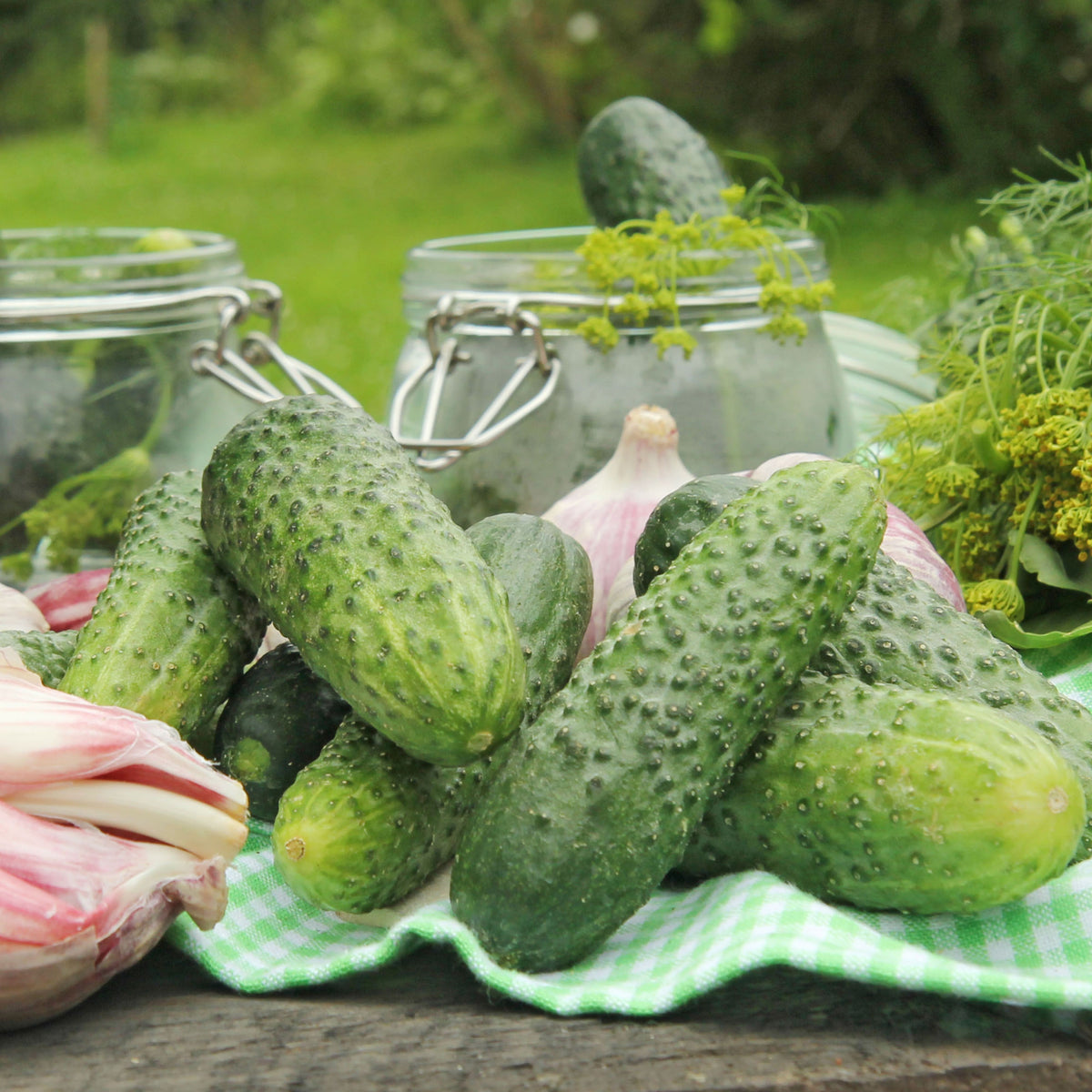 Bush Pickle Cucumber Seeds - Asian Garden~ Organic, 20 seeds