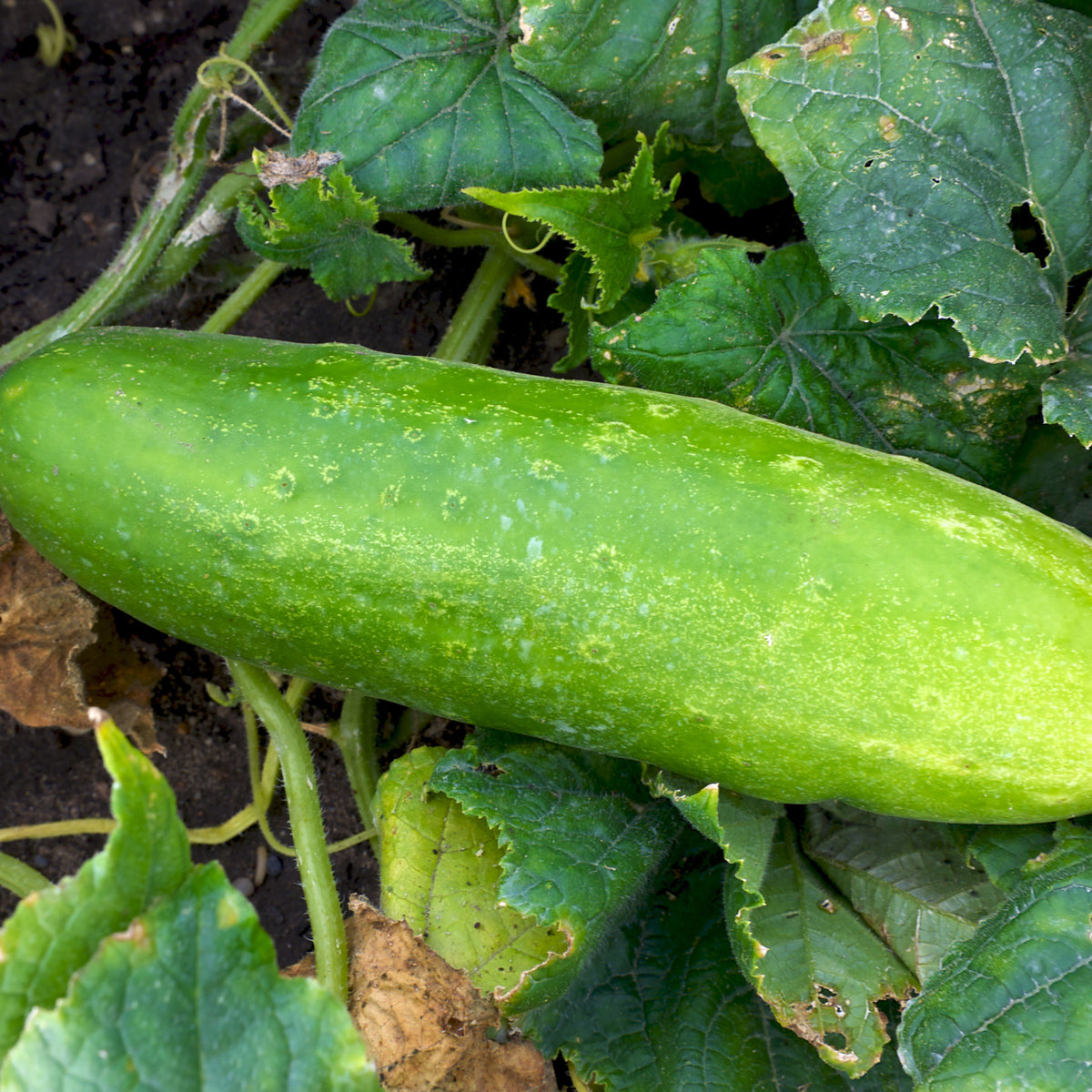 Bush Pickle Cucumber Seeds - Asian Garden~ Organic, 20 seeds