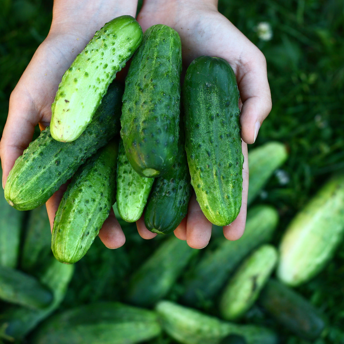 20s| Bush Pickle Cucumber Seeds - - Authentic - Open-Pollinated - Asian Garden~ Organic - Heirloom - Vegetable Seeds - #8004