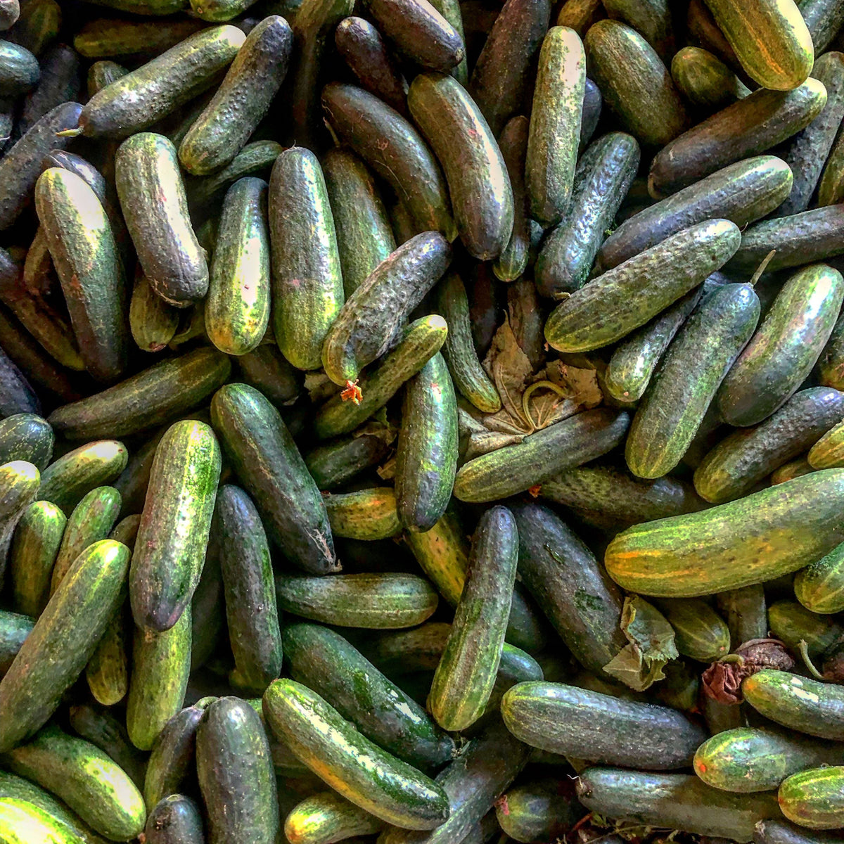 Bush Pickle Cucumber Seeds - Asian Garden~ Organic, 20 seeds