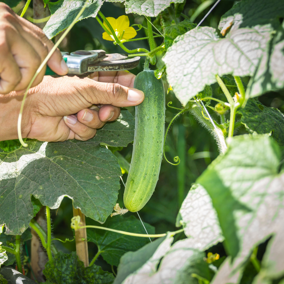 Bush Pickle Cucumber Seeds - Asian Garden~ Organic, 20 seeds