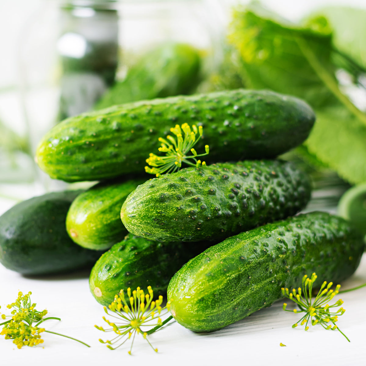Bush Pickle Cucumber Seeds - Asian Garden~ Organic, 20 seeds