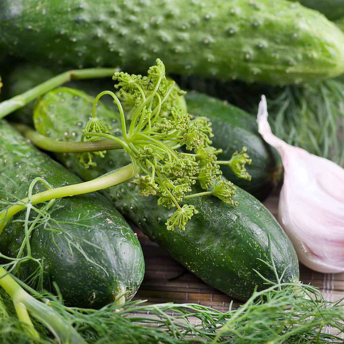 Bush Pickle Cucumber Seeds - Asian Garden~ Organic, 20 seeds