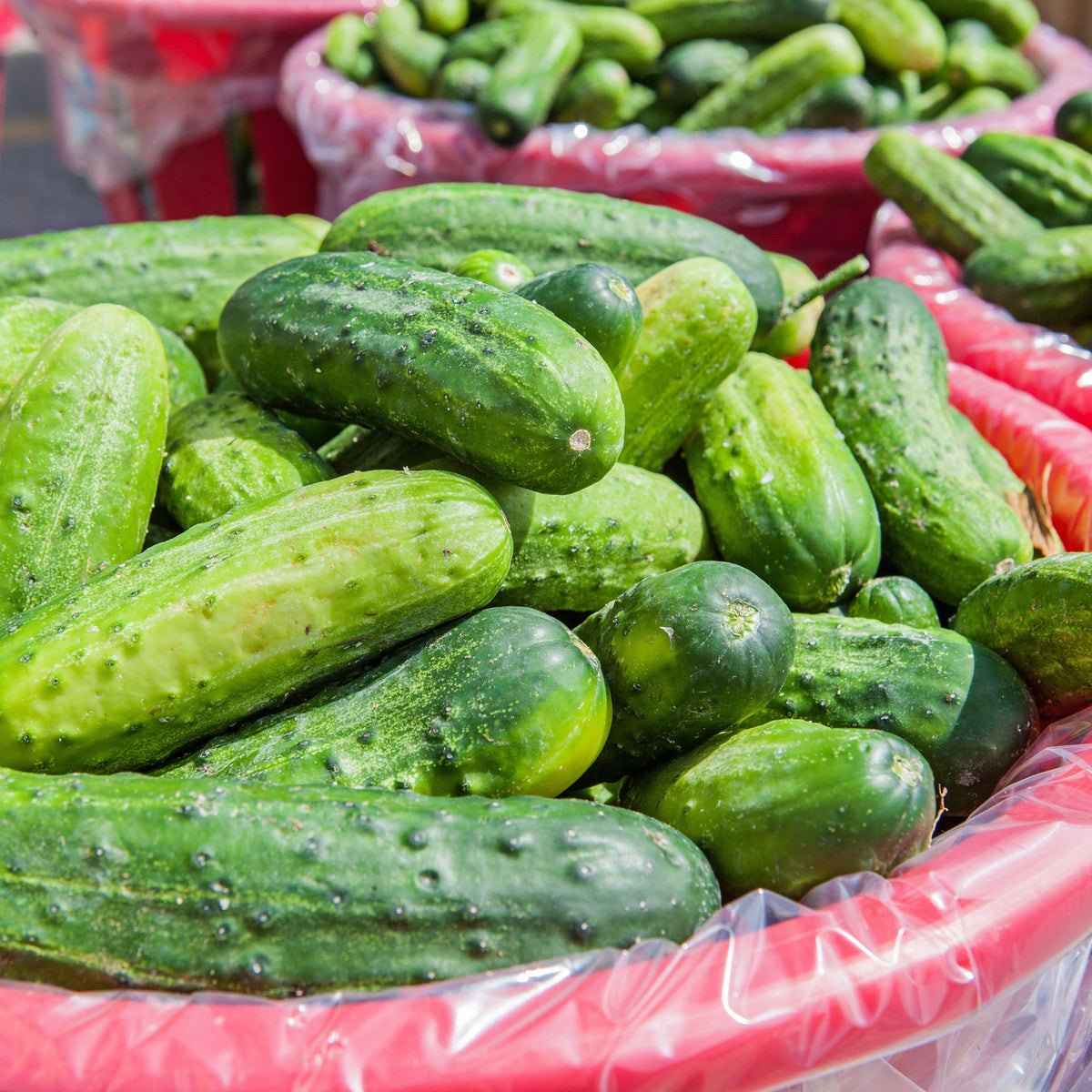 Bush Pickle Cucumber Seeds - Asian Garden~ Organic, 20 seeds