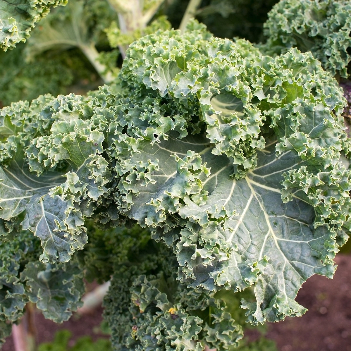 Vates Blue Scotch Curled Kale Seeds - Asian Garden~ Organic, 50 seeds