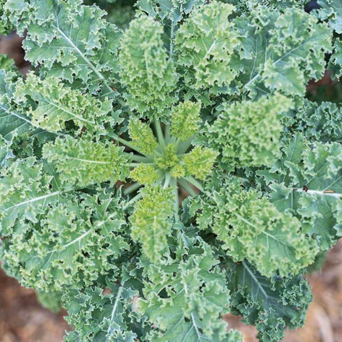 Vates Blue Scotch Curled Kale Seeds - Asian Garden~ Organic, 50 seeds