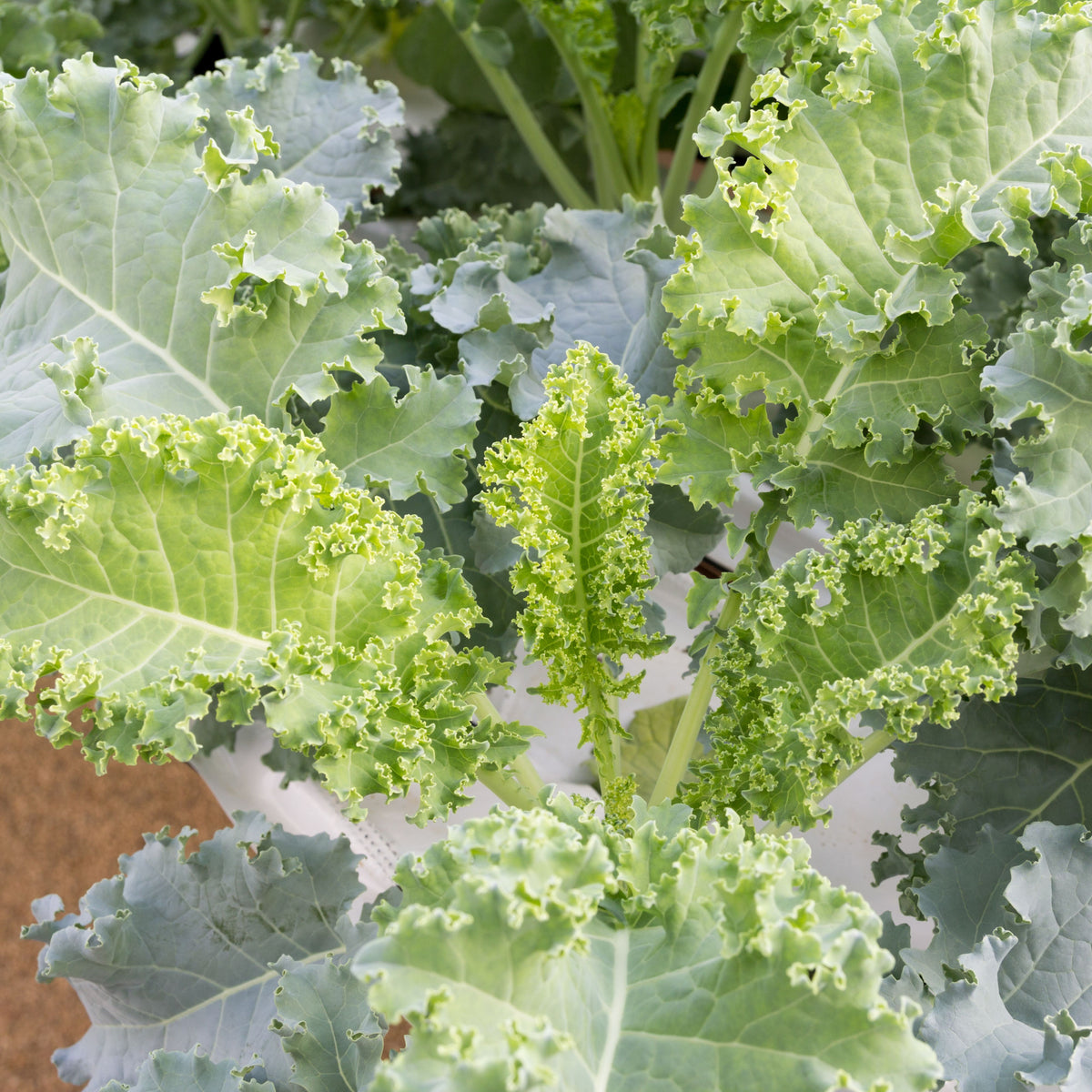 Vates Blue Scotch Curled Kale Seeds - Asian Garden~ Organic, 50 seeds