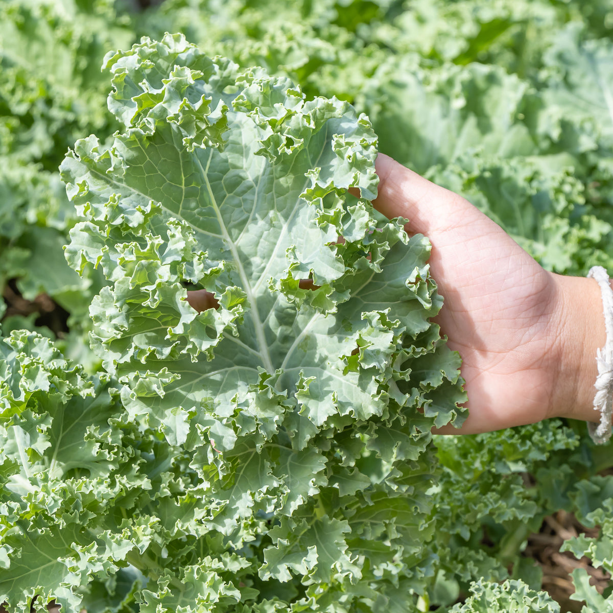 Vates Blue Scotch Curled Kale Seeds - Asian Garden~ Organic, 50 seeds