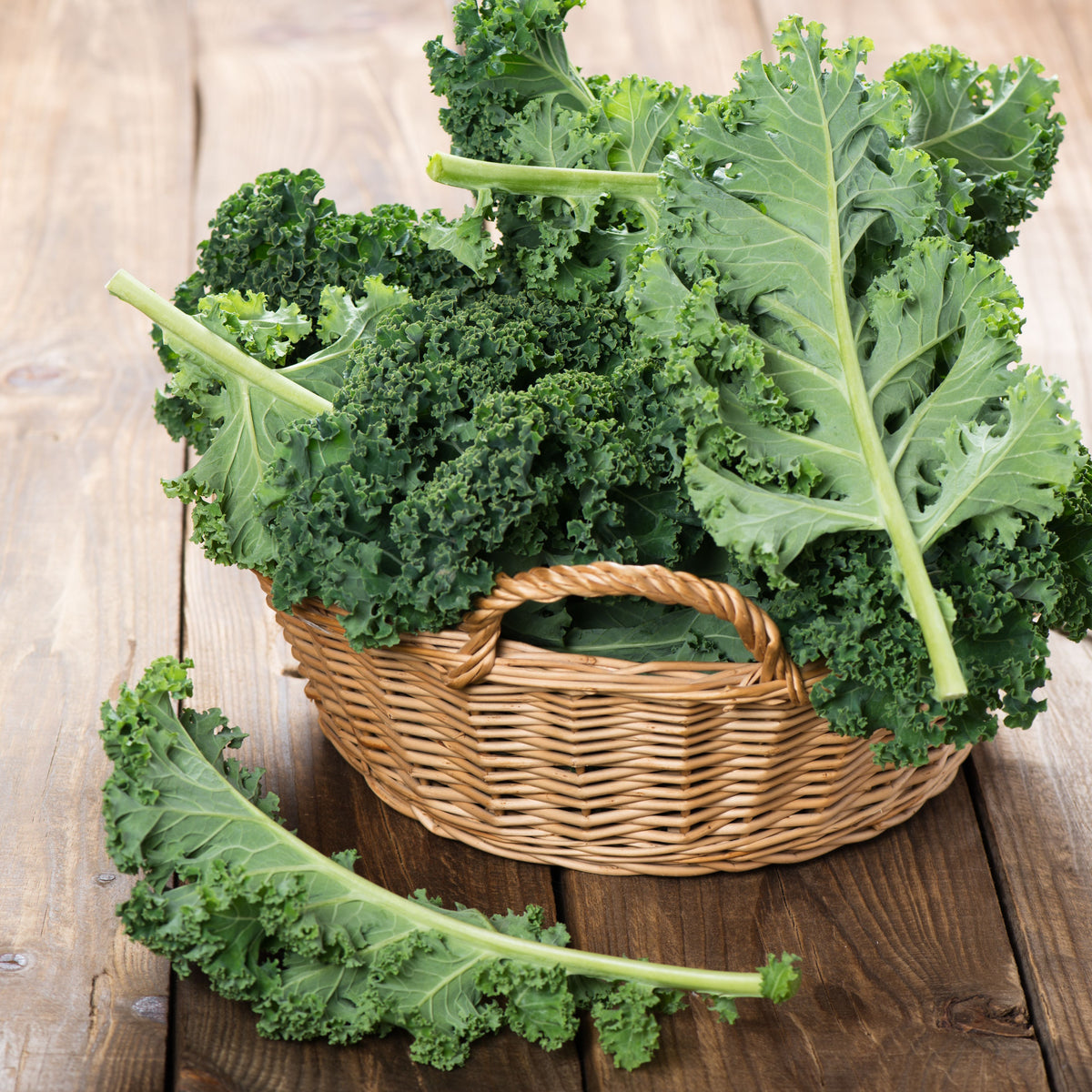 Vates Blue Scotch Curled Kale Seeds - Asian Garden~ Organic, 50 seeds