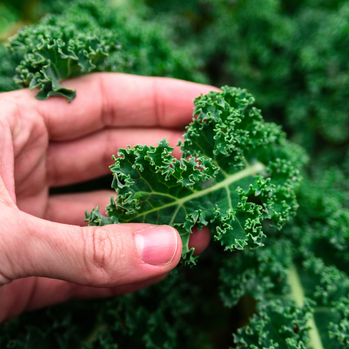 Vates Blue Scotch Curled Kale Seeds - Asian Garden~ Organic, 50 seeds