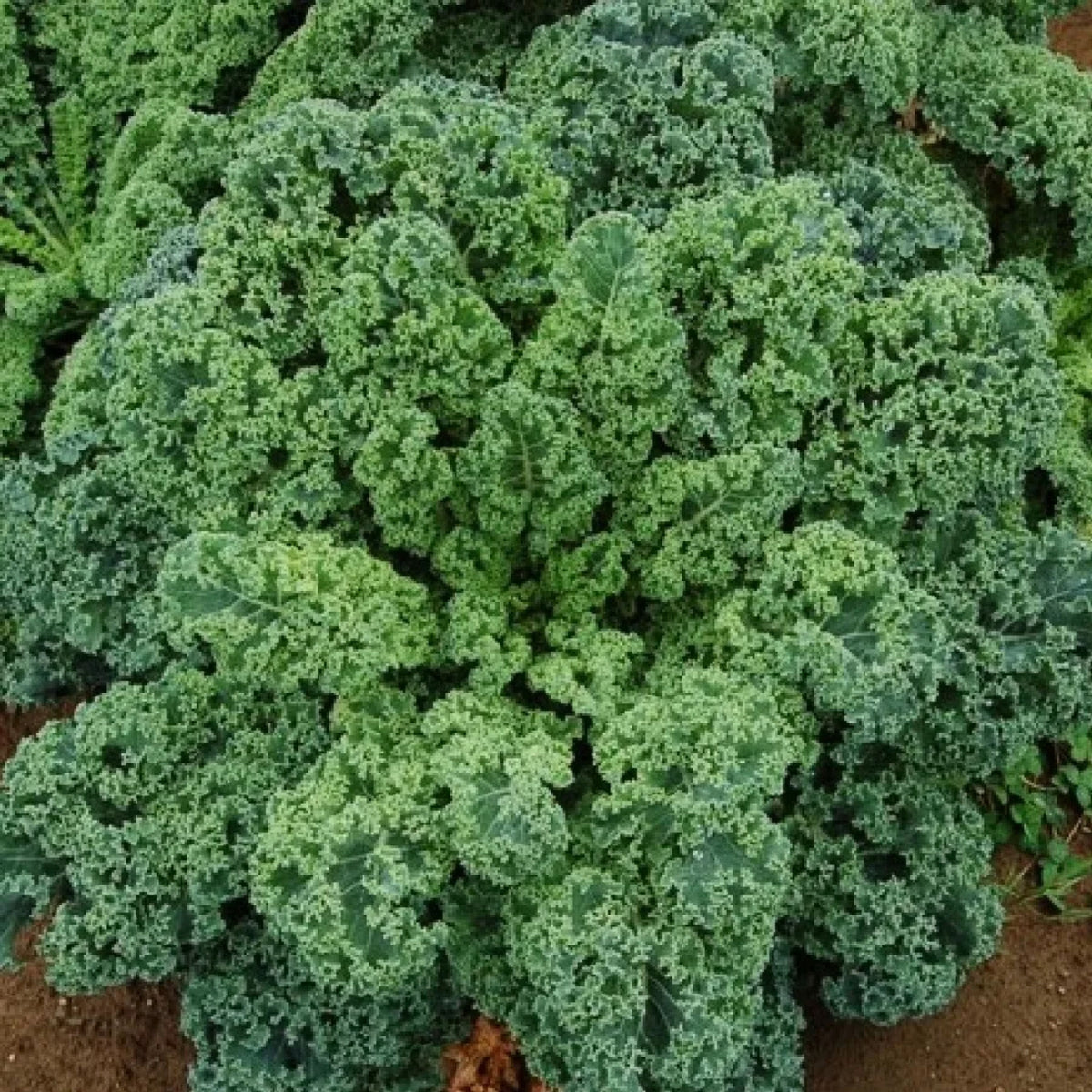 Vates Blue Scotch Curled Kale Seeds - Asian Garden~ Organic, 50 seeds