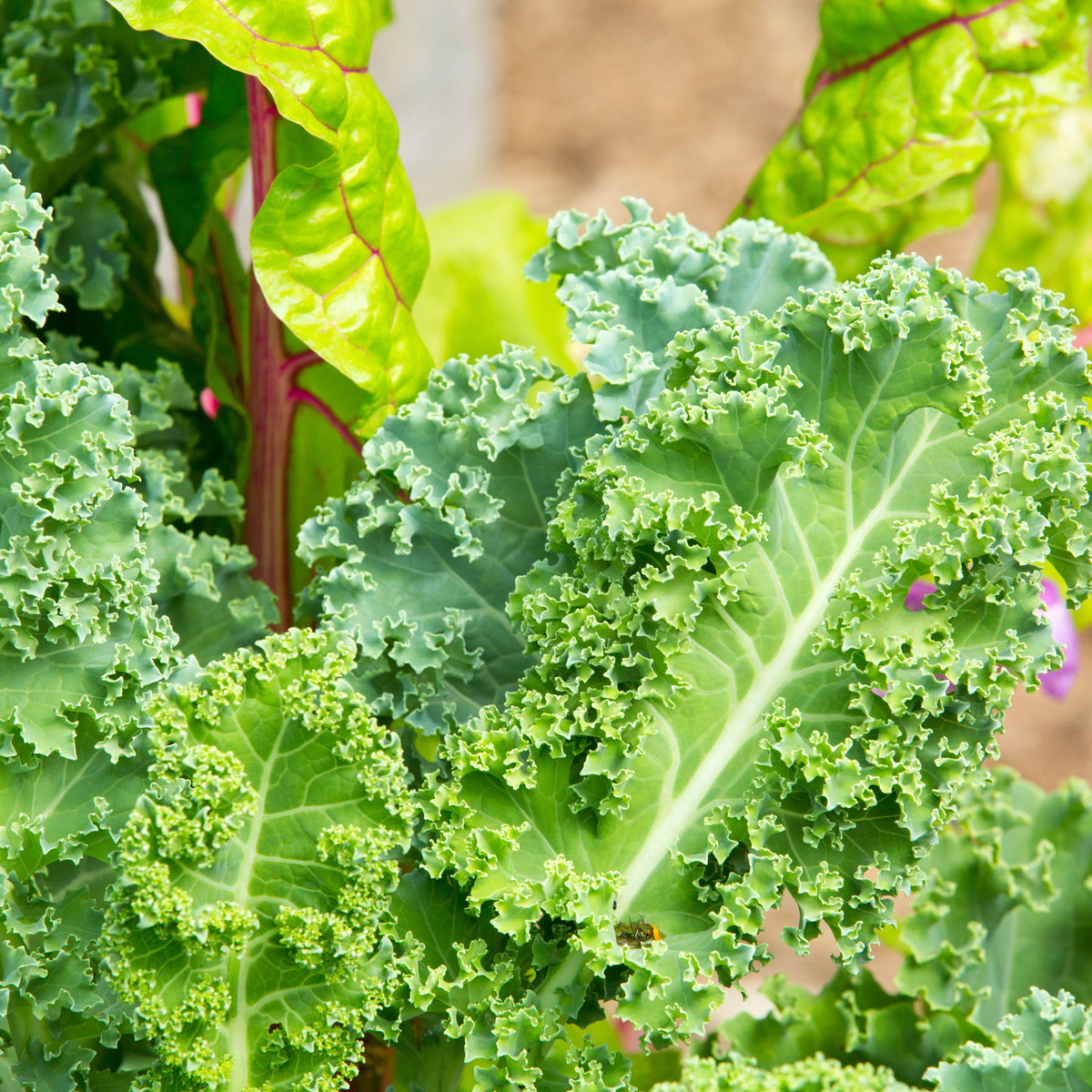 Vates Blue Scotch Curled Kale Seeds - Asian Garden~ Organic, 50 seeds