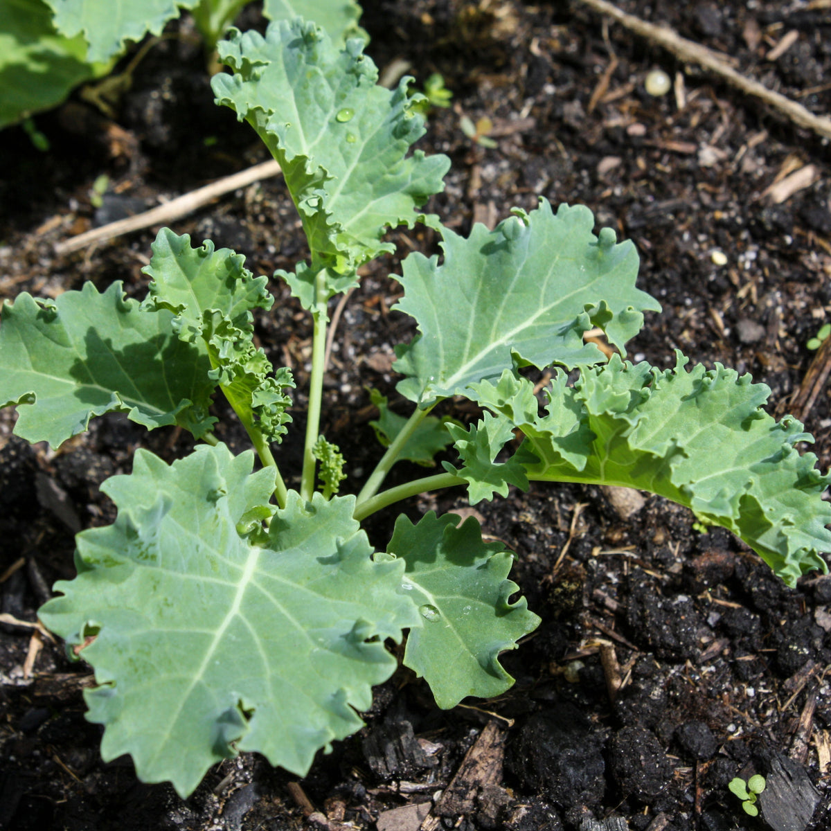 Vates Blue Scotch Curled Kale Seeds - Asian Garden~ Organic, 50 seeds