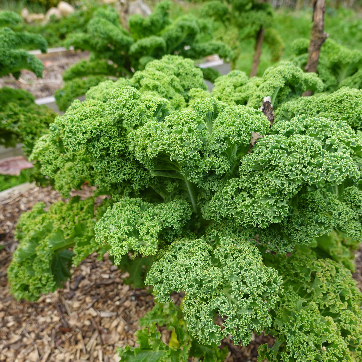 Vates Blue Scotch Curled Kale Seeds - Asian Garden~ Organic, 50 seeds