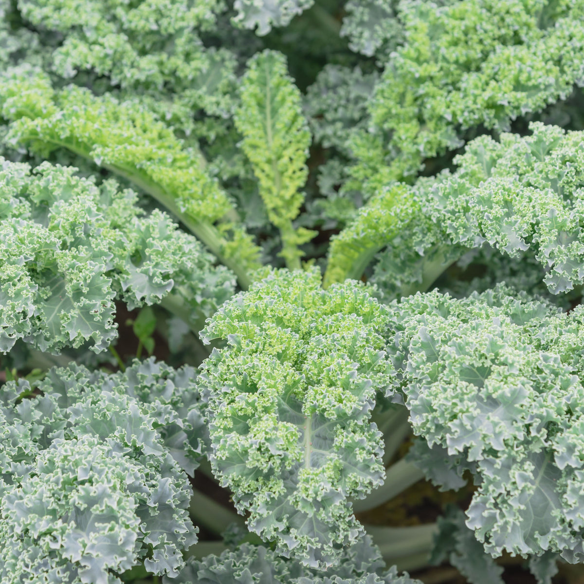 Vates Blue Scotch Curled Kale Seeds - Asian Garden~ Organic, 50 seeds
