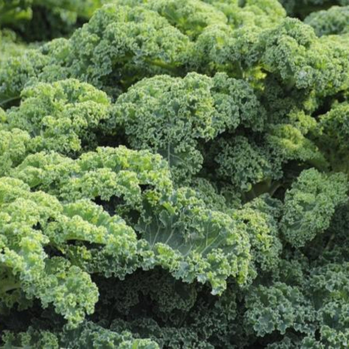 Vates Blue Scotch Curled Kale Seeds - Asian Garden~ Organic, 50 seeds