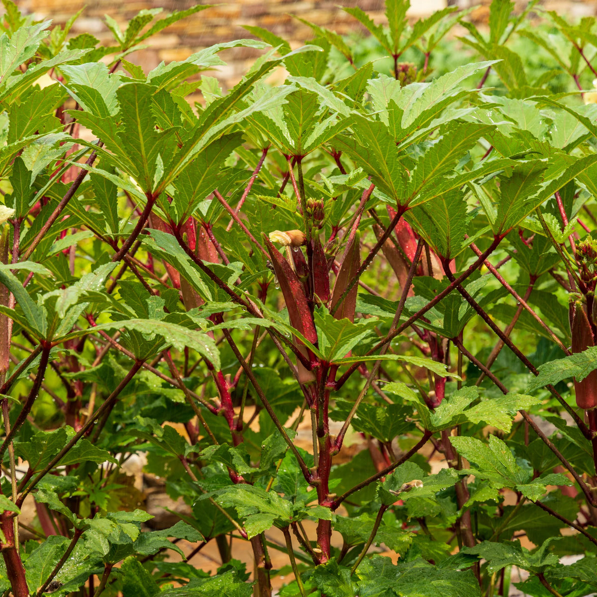 20s| Red Burgundy Okra Seeds - Authentic - Open-Pollinated - Asian Garden~ Organic - Heirloom - Vegetable Seeds - #8006