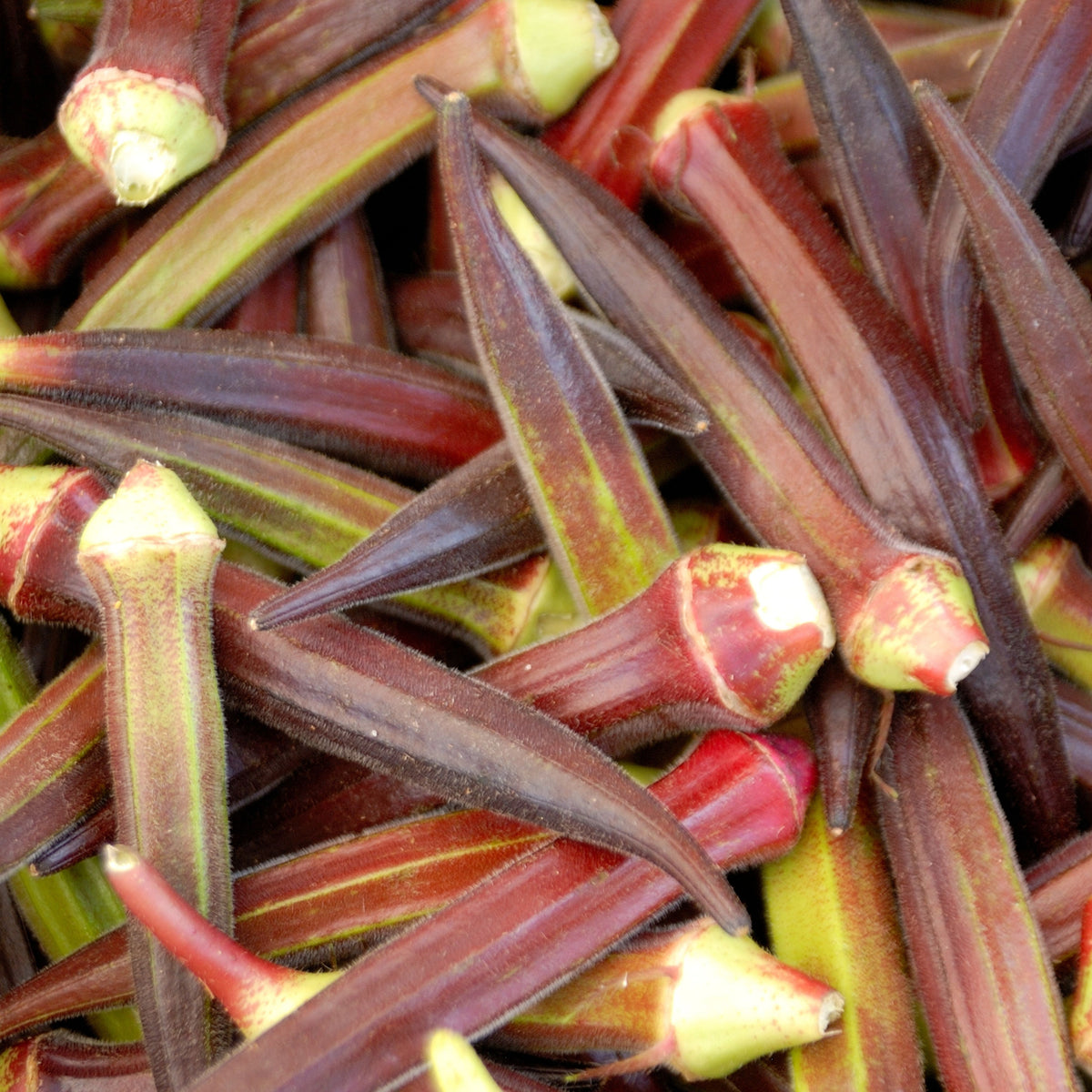 20s| Red Burgundy Okra Seeds - Authentic - Open-Pollinated - Asian Garden~ Organic - Heirloom - Vegetable Seeds - #8006