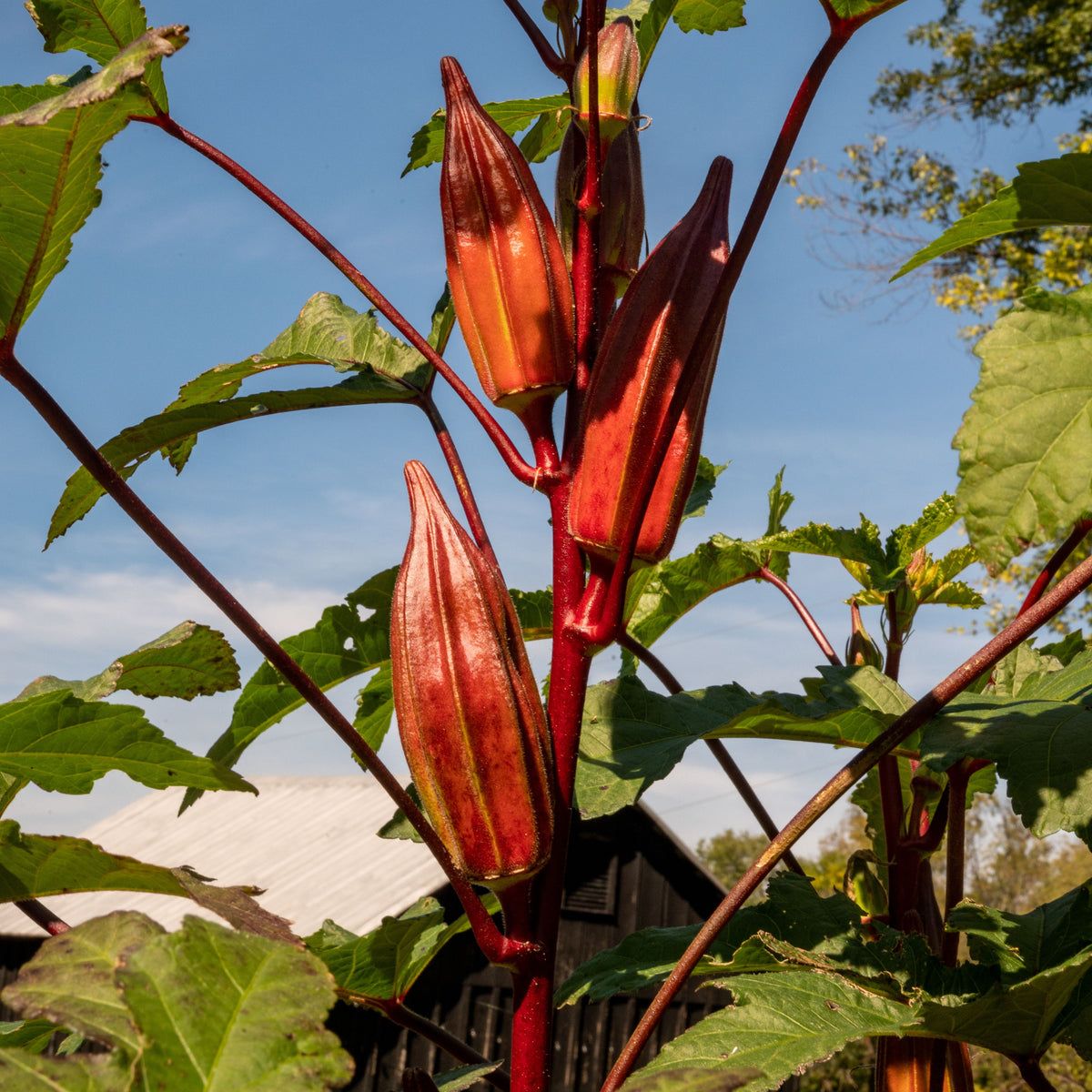 20s| Red Burgundy Okra Seeds - Authentic - Open-Pollinated - Asian Garden~ Organic - Heirloom - Vegetable Seeds - #8006