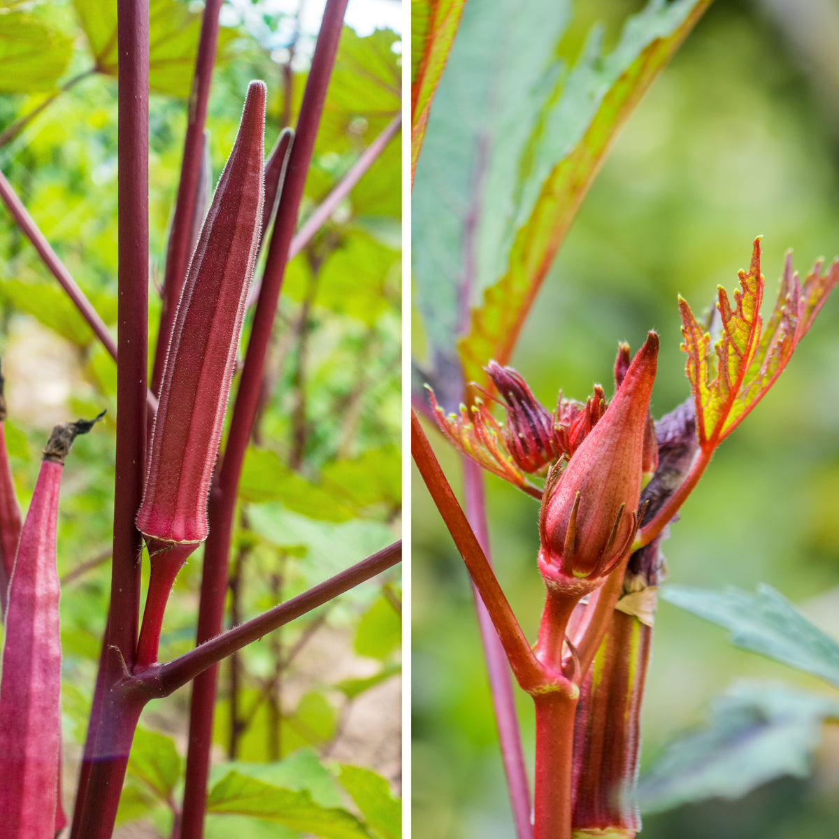 20s| Red Burgundy Okra Seeds - Authentic - Open-Pollinated - Asian Garden~ Organic - Heirloom - Vegetable Seeds - #8006