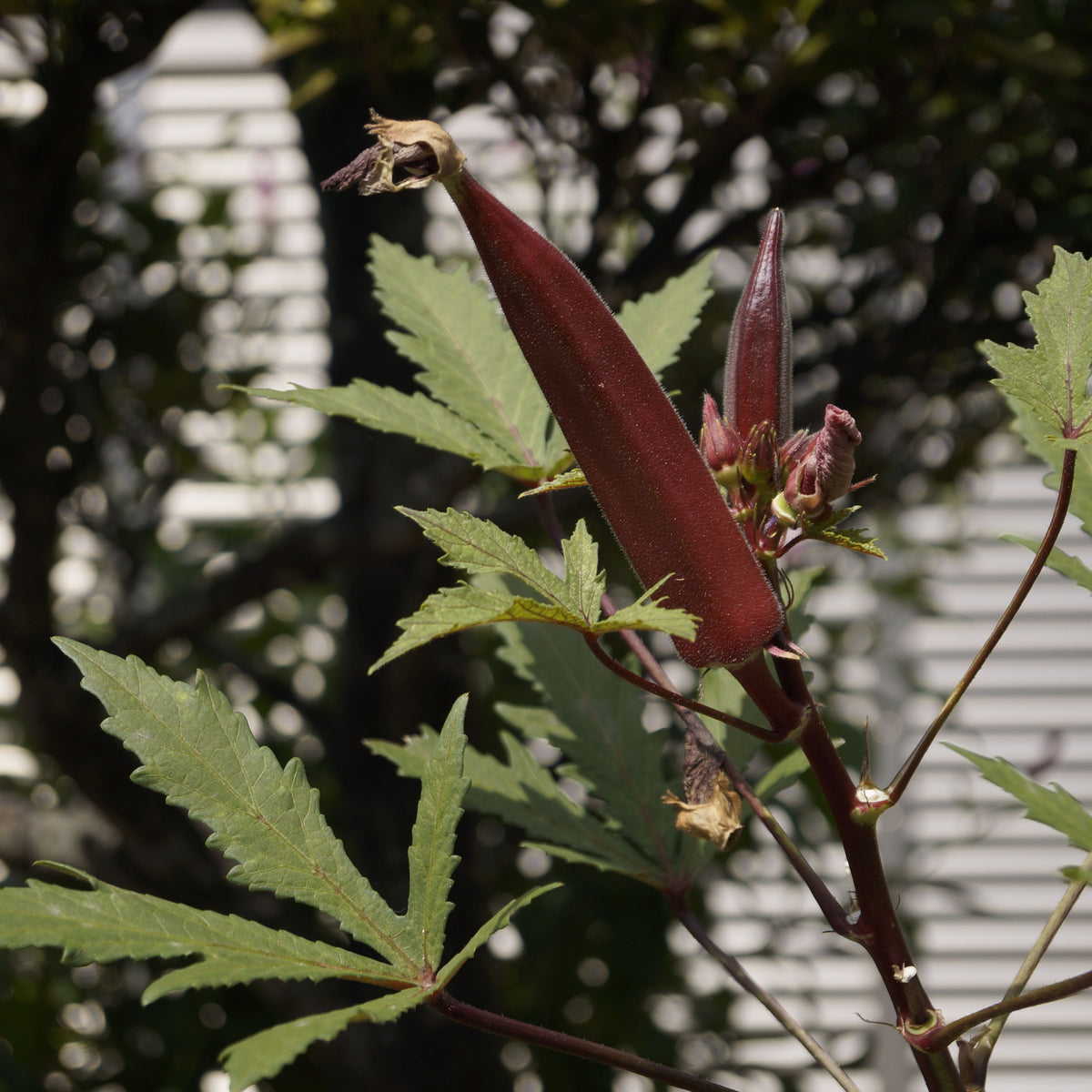 20s| Red Burgundy Okra Seeds - Authentic - Open-Pollinated - Asian Garden~ Organic - Heirloom - Vegetable Seeds - #8006