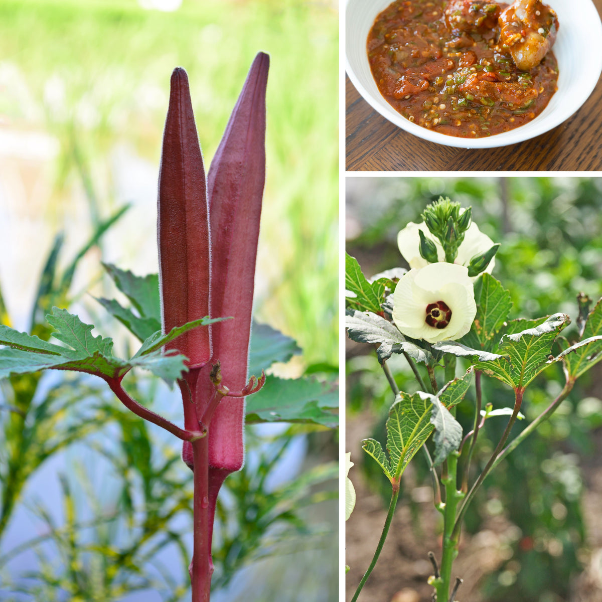 20s| Red Burgundy Okra Seeds - Authentic - Open-Pollinated - Asian Garden~ Organic - Heirloom - Vegetable Seeds - #8006